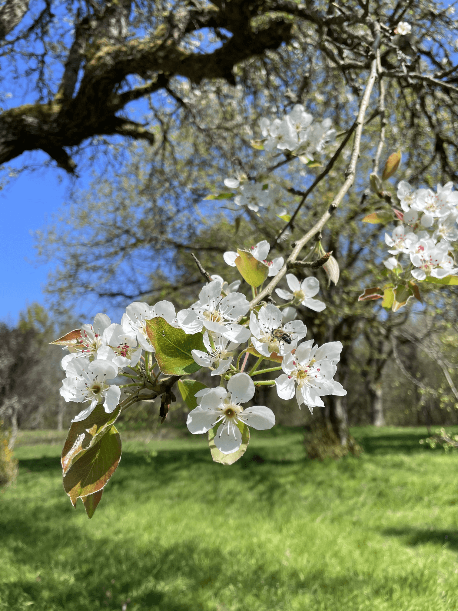 Fleurs blanches sur une branche d'arbre avec un fond de ciel bleu et un paysage vert au sol.