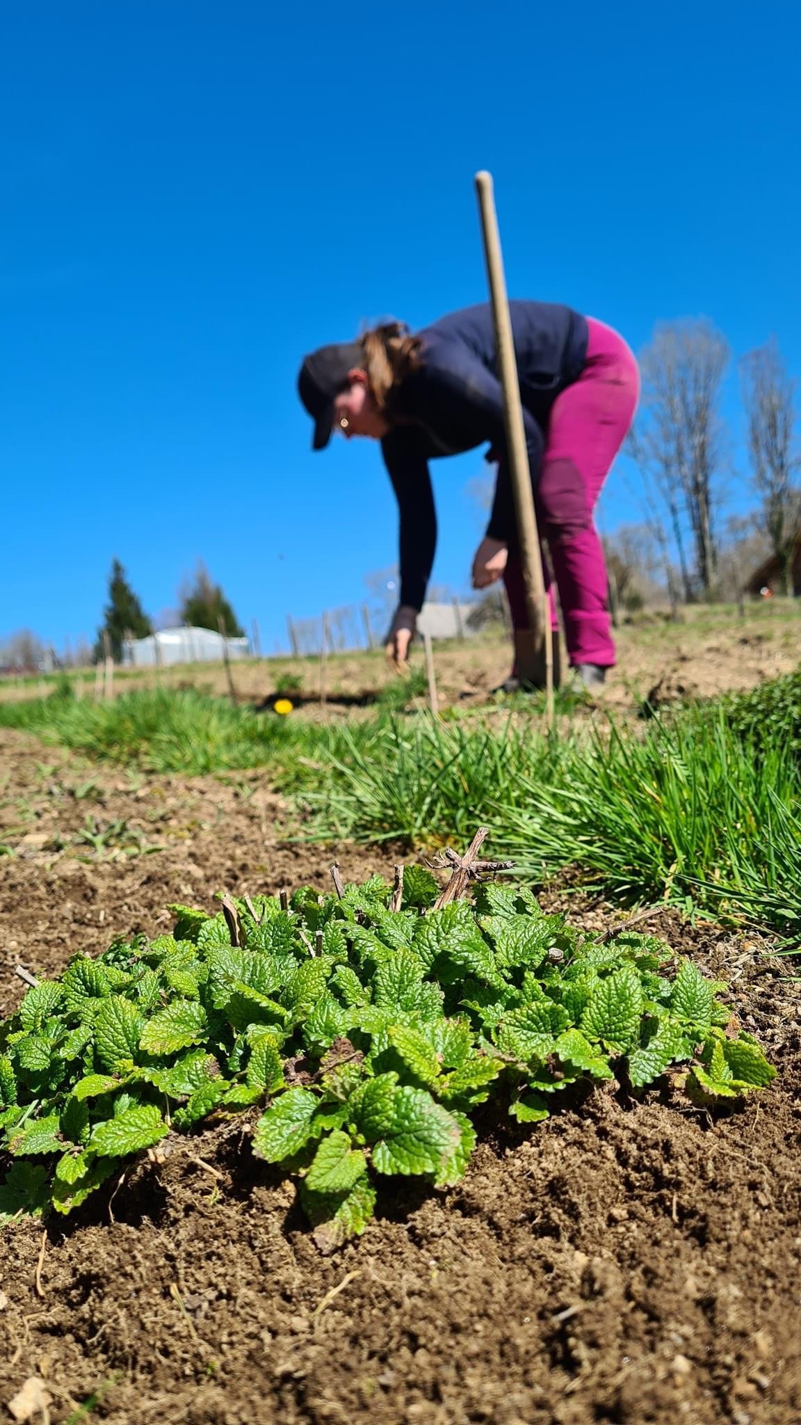 Une femme travaille dans un champ de jardinage en plein air sous un ciel bleu clair, plantant ou récoltant des plantes vertes, avec des arbres en arrière-plan.
