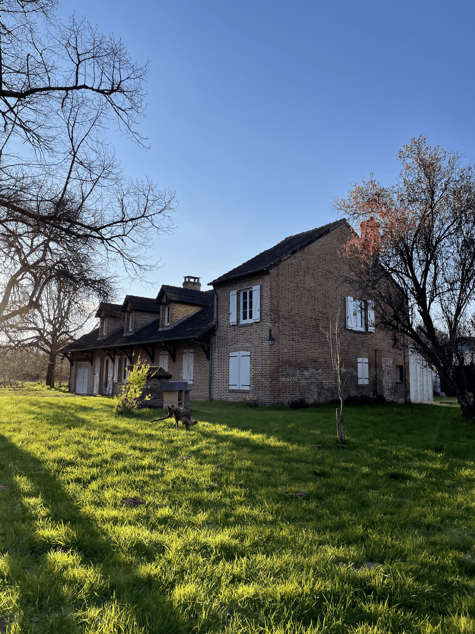 Une maison en briques avec des volets blancs, entourée d'arbres dénudés et en fleurs, sous un ciel bleu clair, avec une pelouse verte où un chien court.