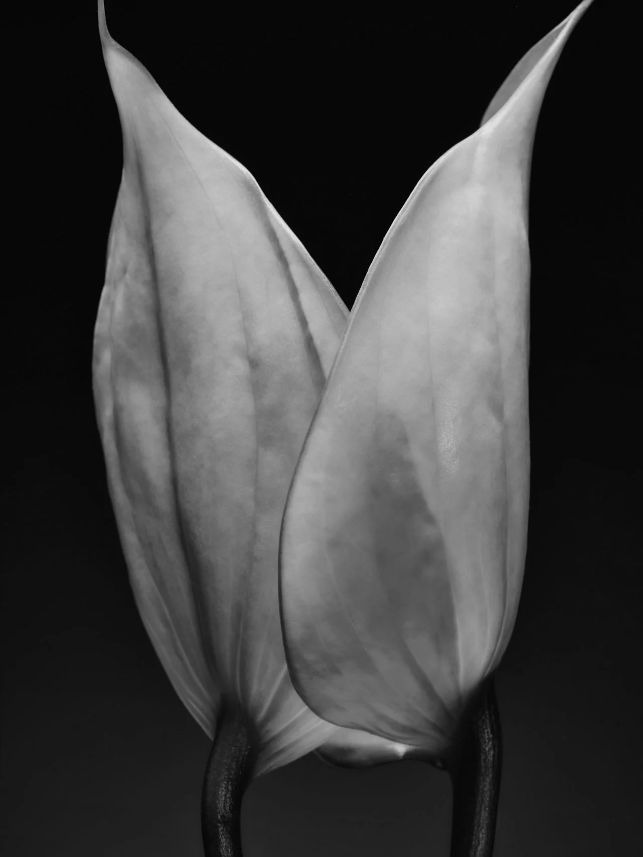 Close-up black and white photograph of a tulip bud reflecting the organic materials and natural forms that inspire Barbra Fordyce interior designer