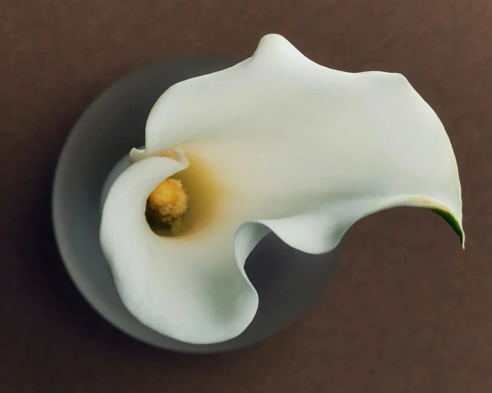 Close-up of a white calla lily flower with a yellow stamen, on a dark background.