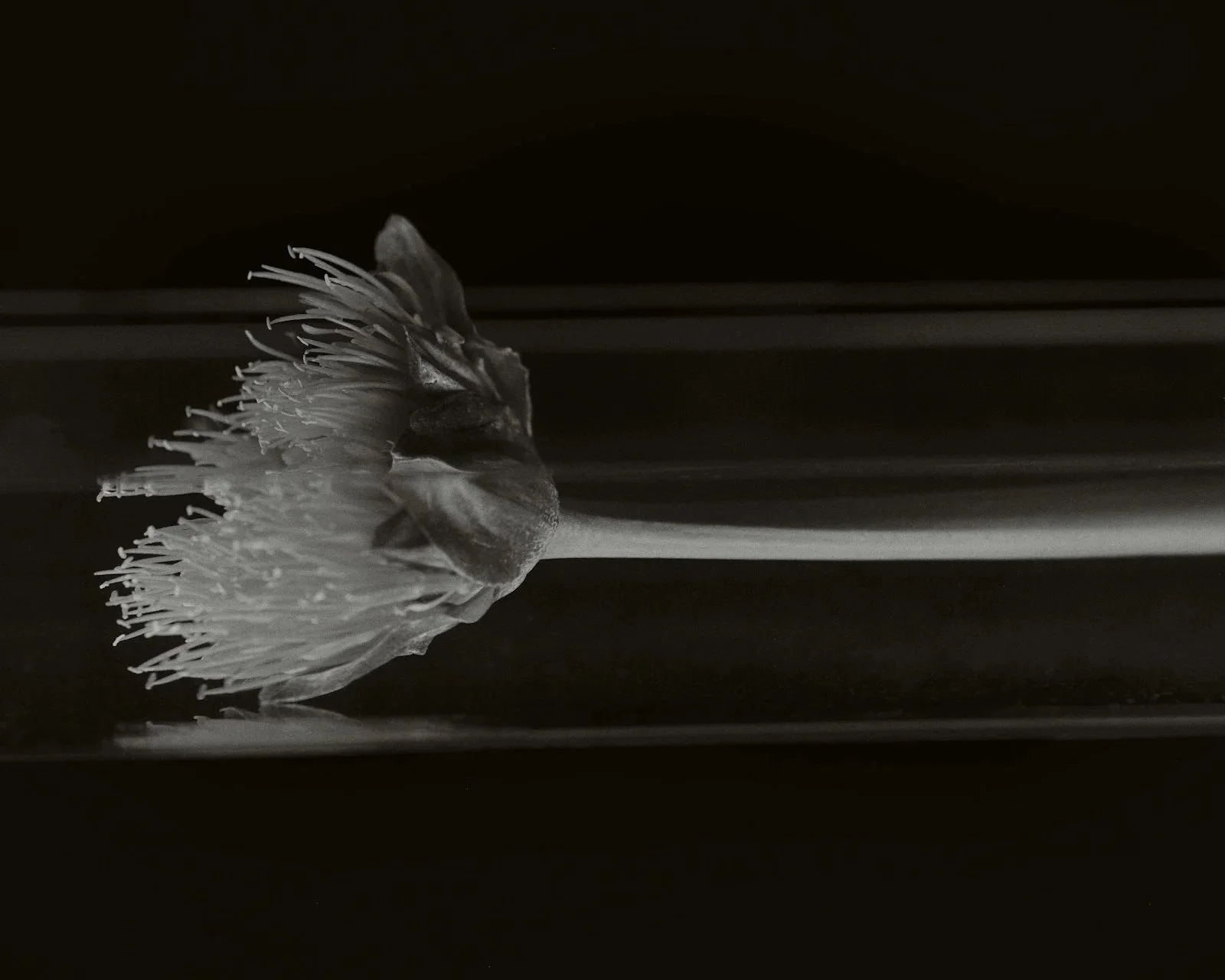 A black and white photo of a single flower with a long stem and large open blossom facing sideways.