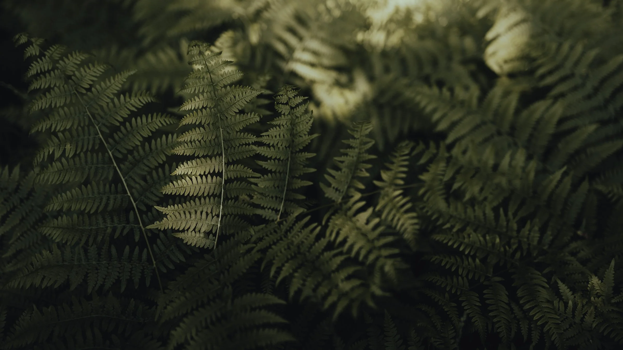 Close-up of green fern leaves with intricate fronds in a dark forest setting