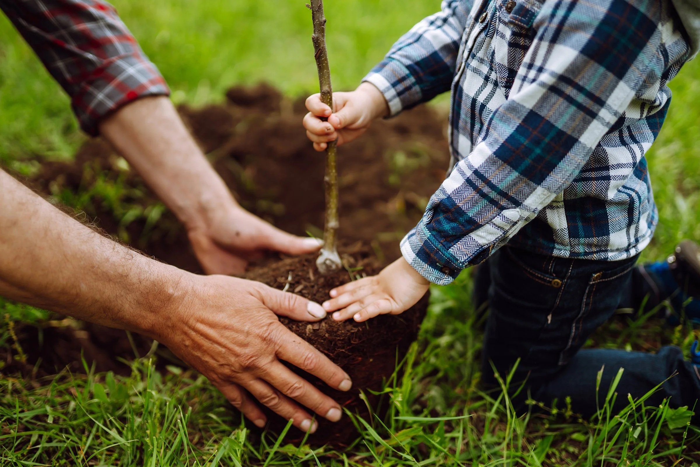 A child and adult planting a small tree or shrub in the soil outdoors, with green grass in the background.