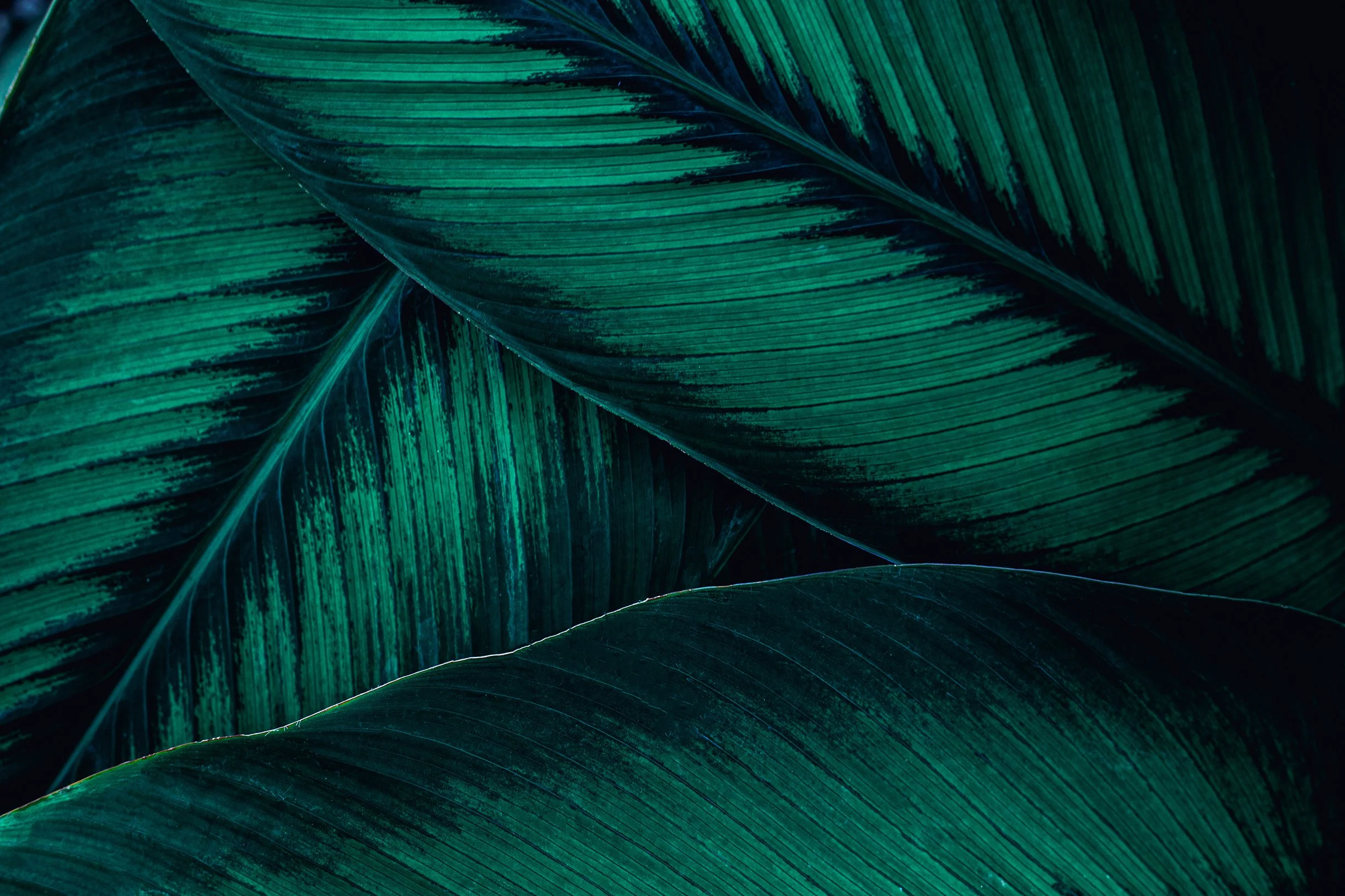 Close-up of green tropical leaves overlapping each other, showing detailed textures and vein patterns.