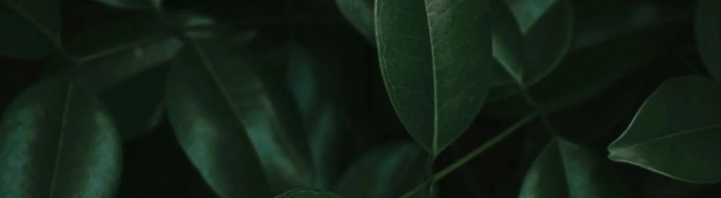 Close-up of dark green leaves with prominent veins.