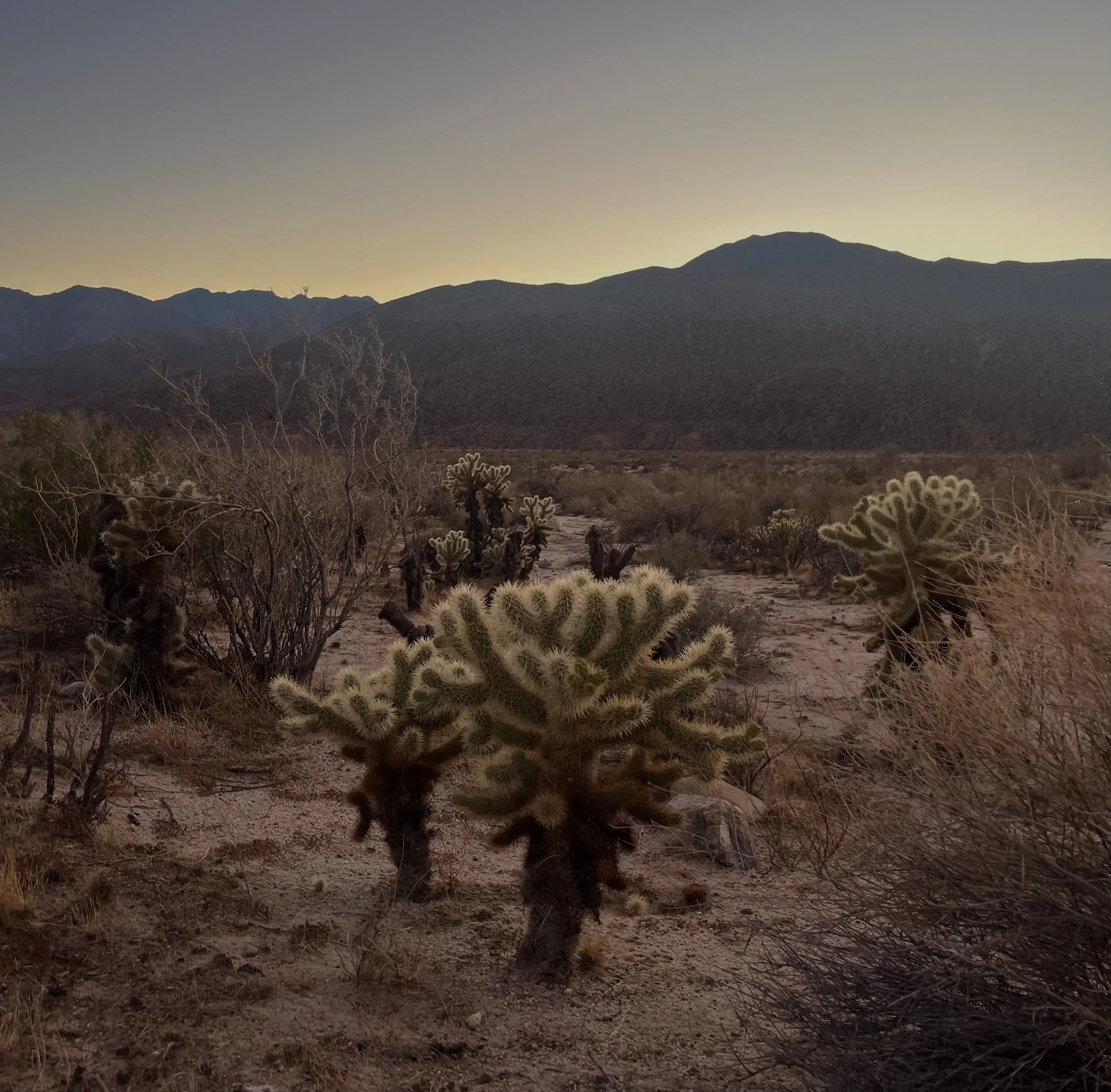 A desert landscape at dusk with mountains in the background, and various cacti and desert shrubs in the foreground.