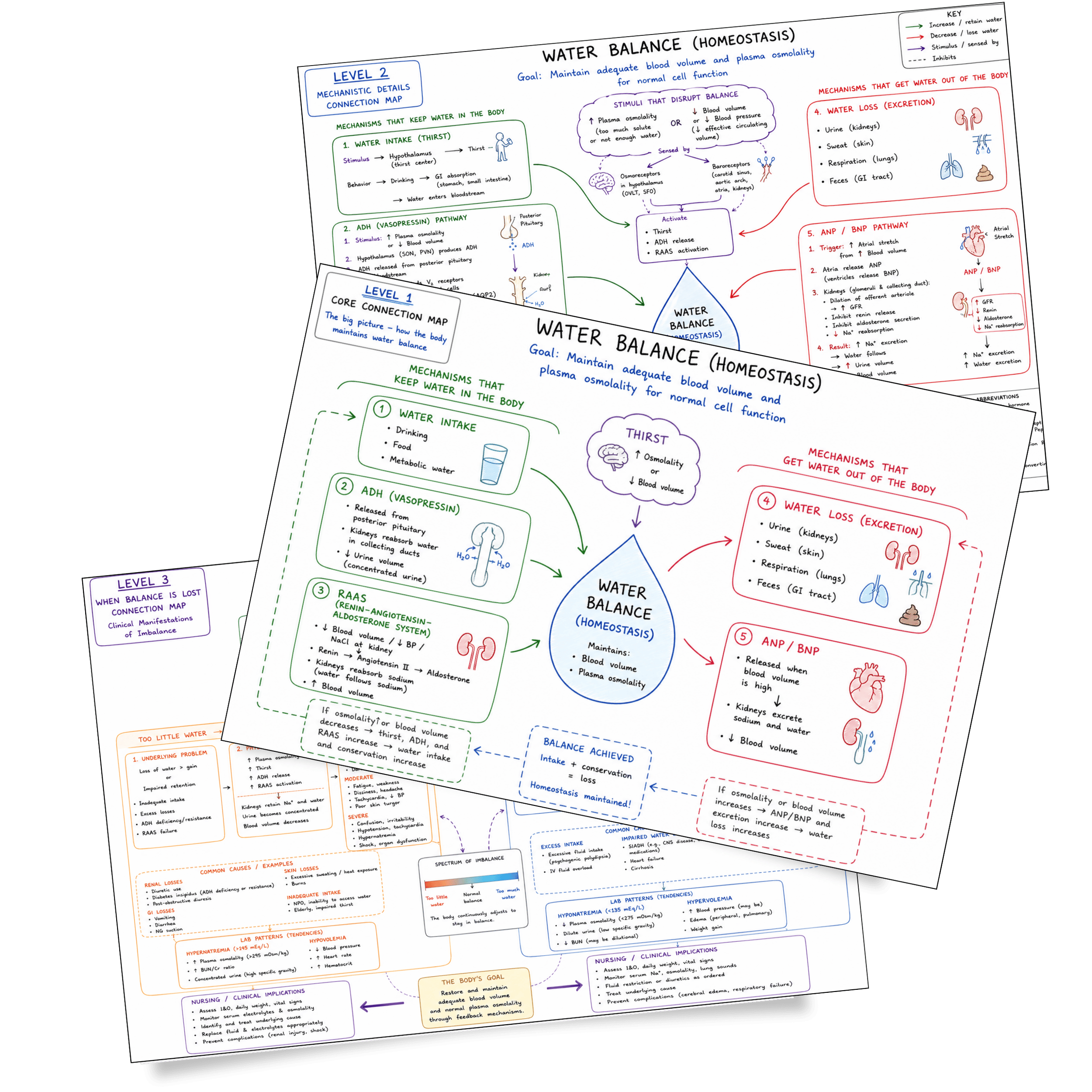 Colorful infographic poster titled 'Water Balance (Homeostasis)' with sections and diagrams explaining mechanisms that keep water in the body, stimuli that affect water balance, and clinical implications, organized with different colors for sections.