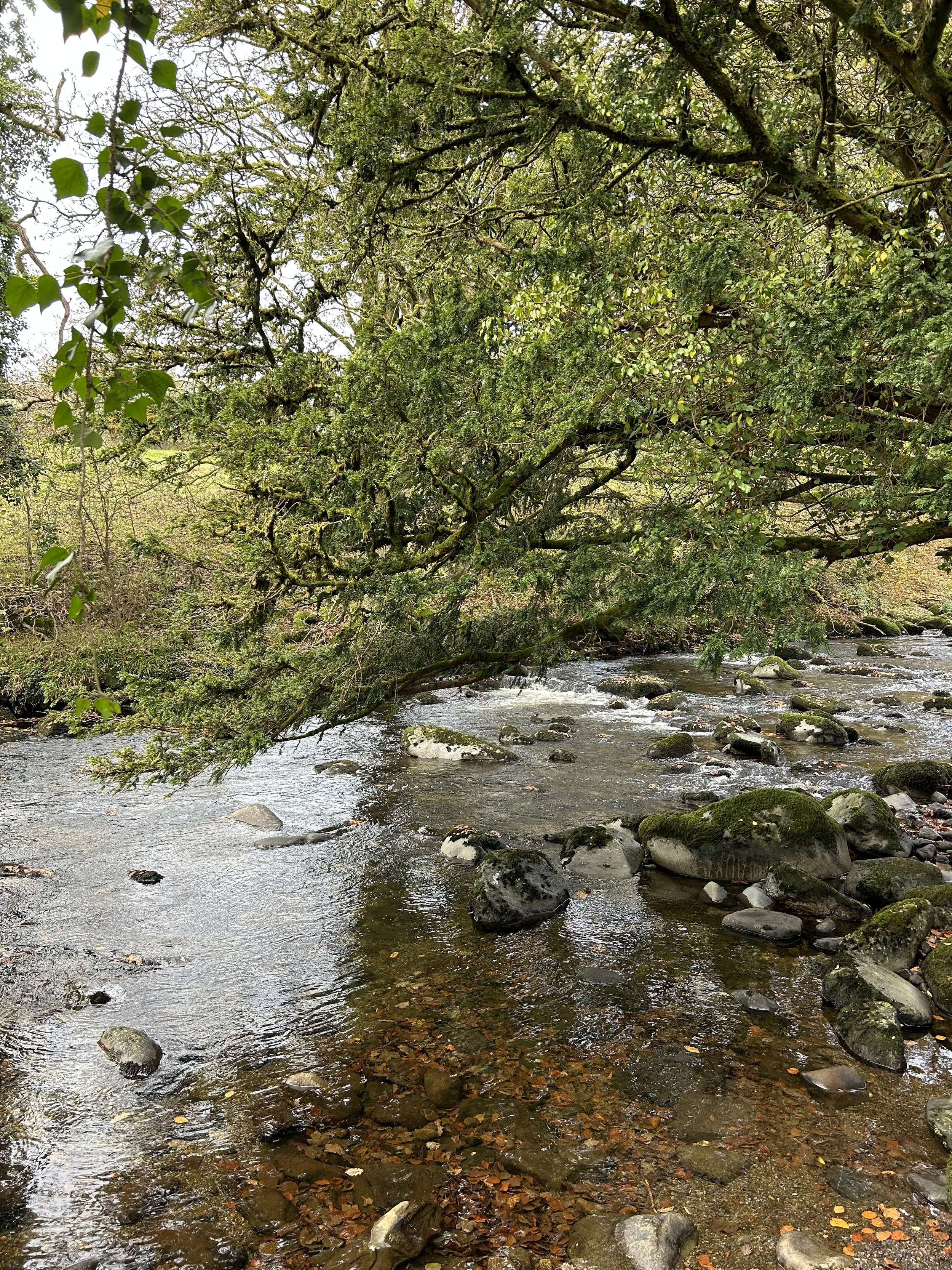 A peaceful river flowing over rocks, surrounded by lush green trees and foliage on a cloudy day.