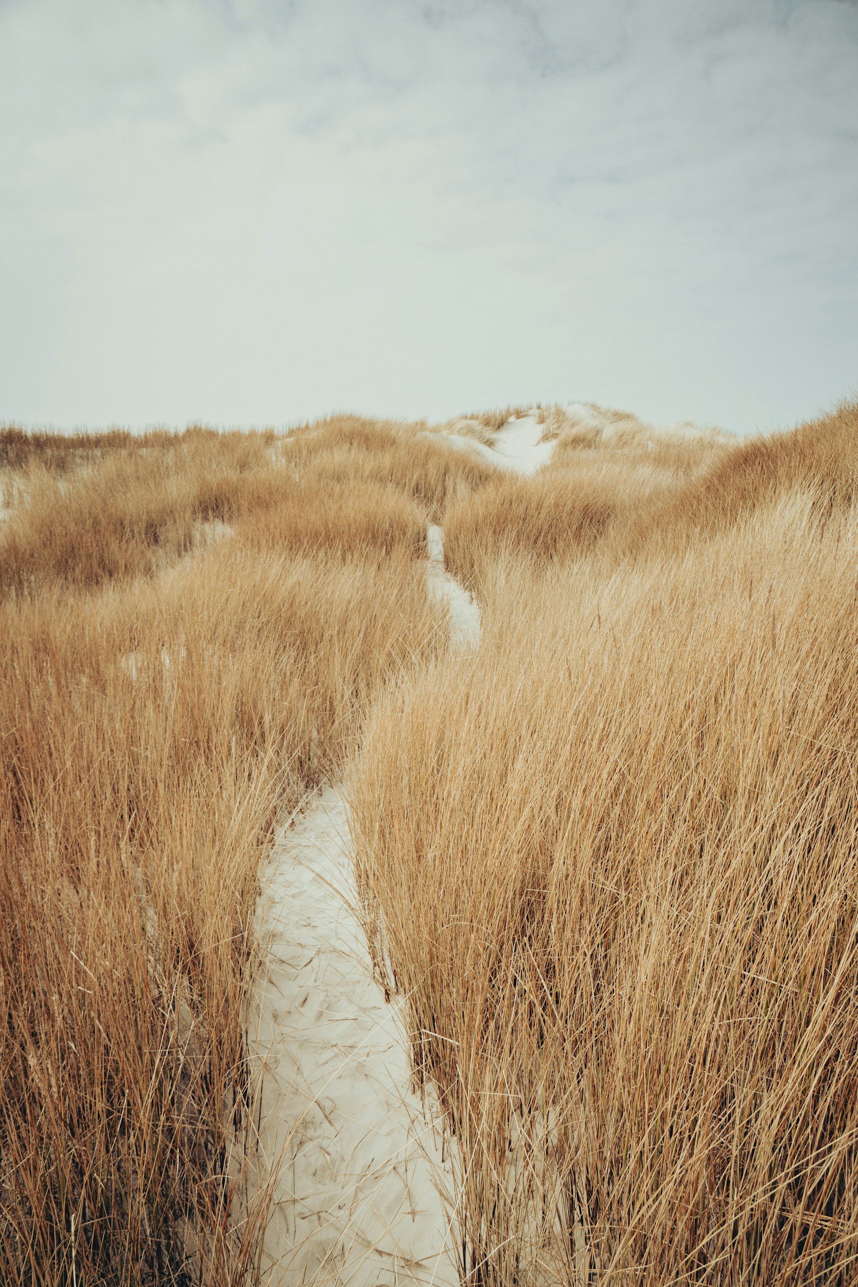 A sandy trail through tall, dry grass dunes under a cloudy sky.