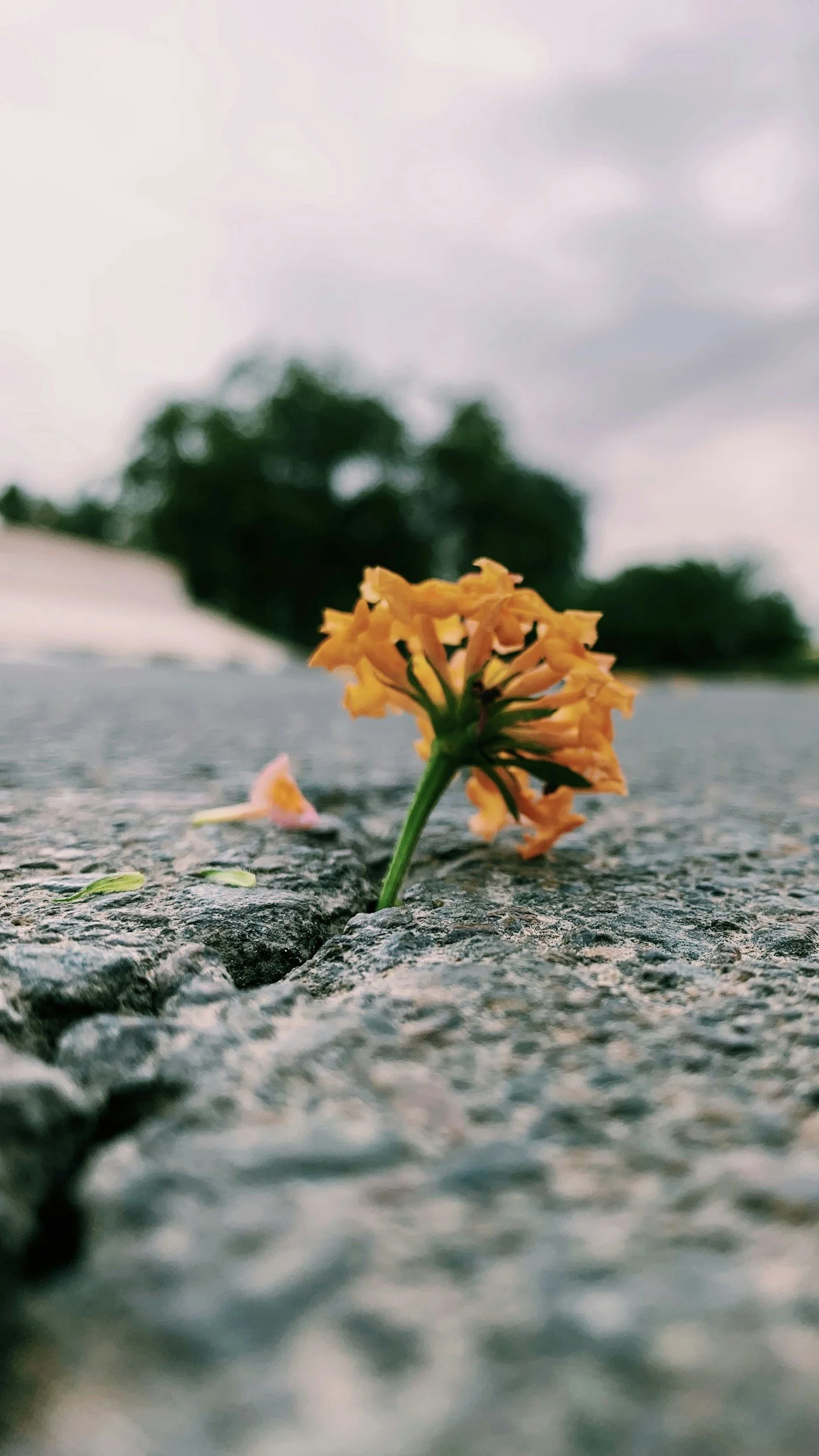 A yellow flower growing out of a crack in the pavement with a blurry background of trees and cloudy sky.