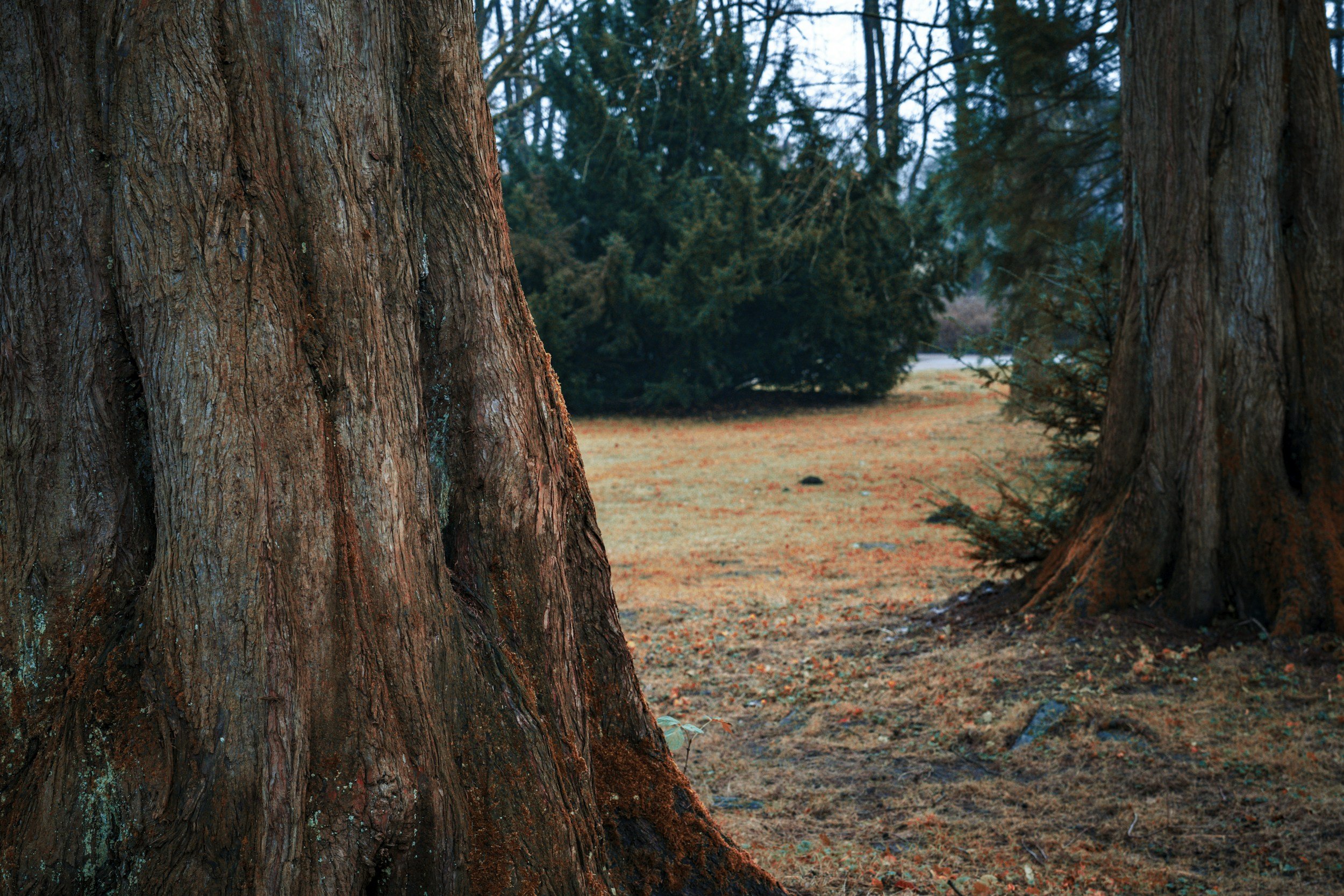Close-up of two large tree trunks in a forest with dense foliage and a grassy ground in the background.