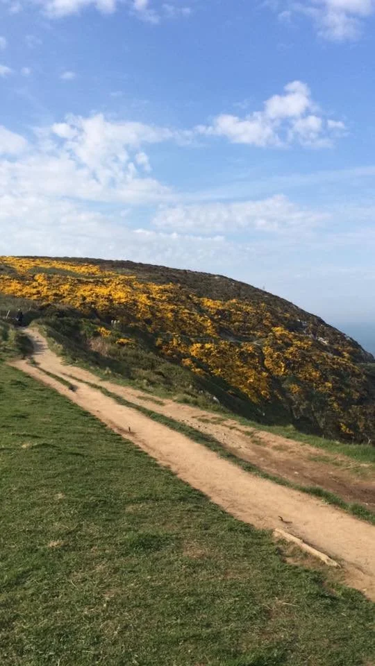 A dirt trail running through grassy terrain on a hillside, with yellow flowering bushes on the slope and a partly cloudy blue sky overhead.