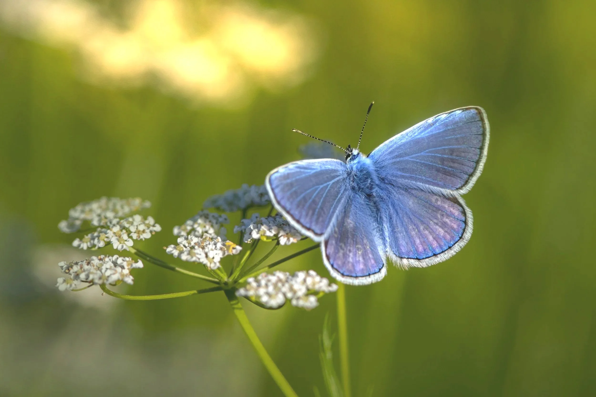 A close-up of a blue butterfly perched on small white flowers with a blurred green background.