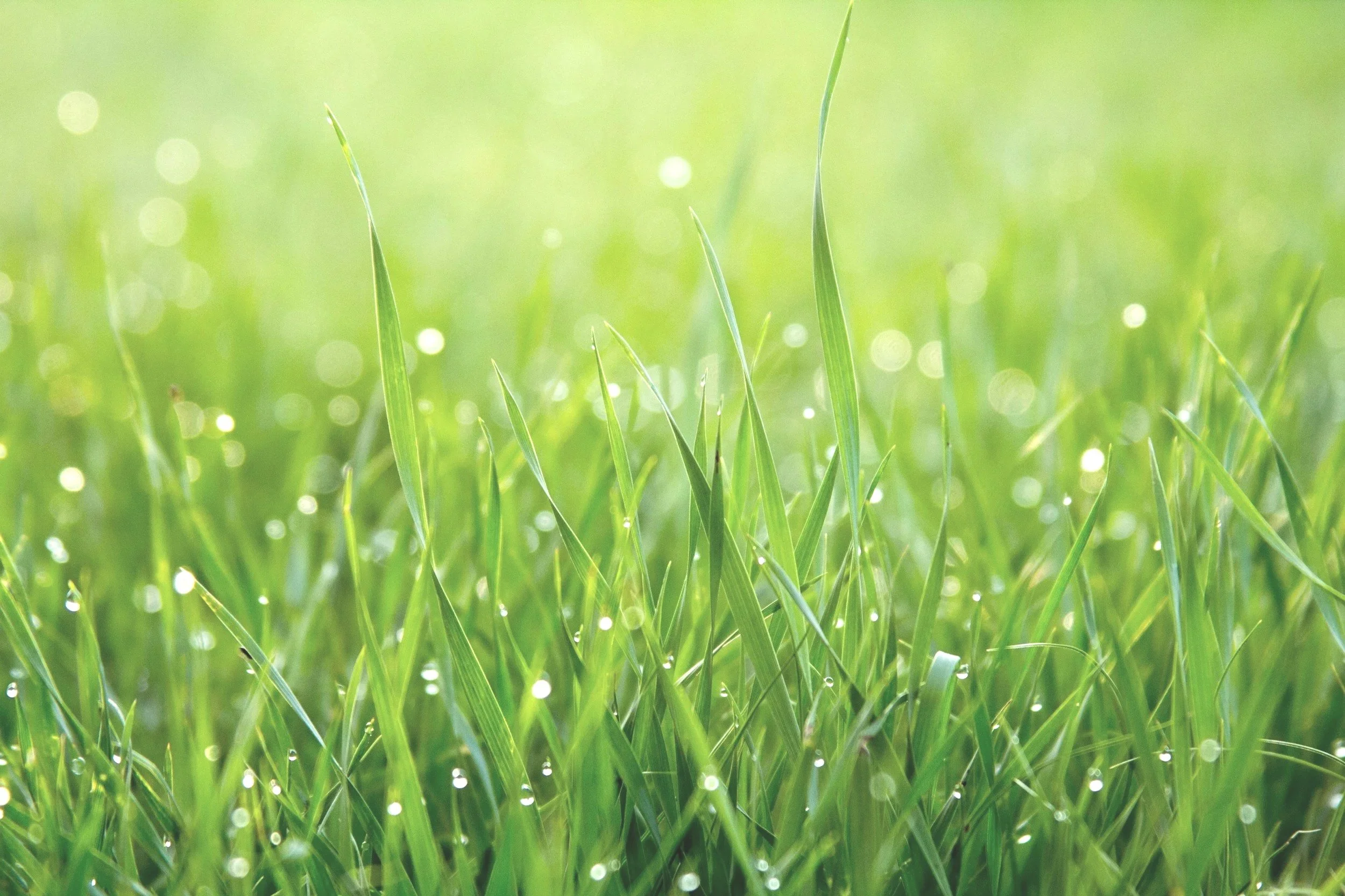 Close-up of green grass blades with dew drops and sunlight in the background.
