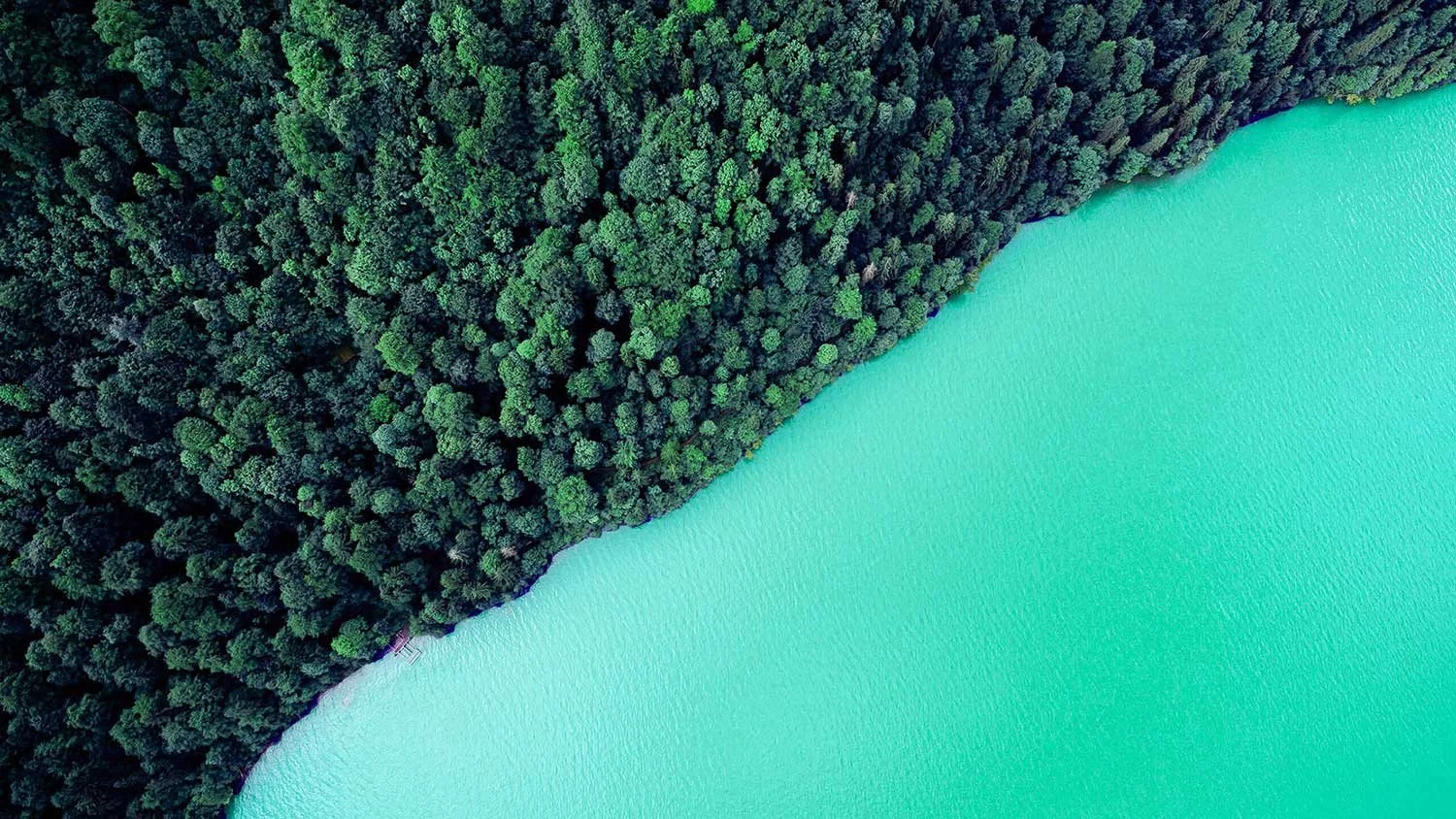 Aerial view of forest meeting turquoise water on a clean diagonal line.
