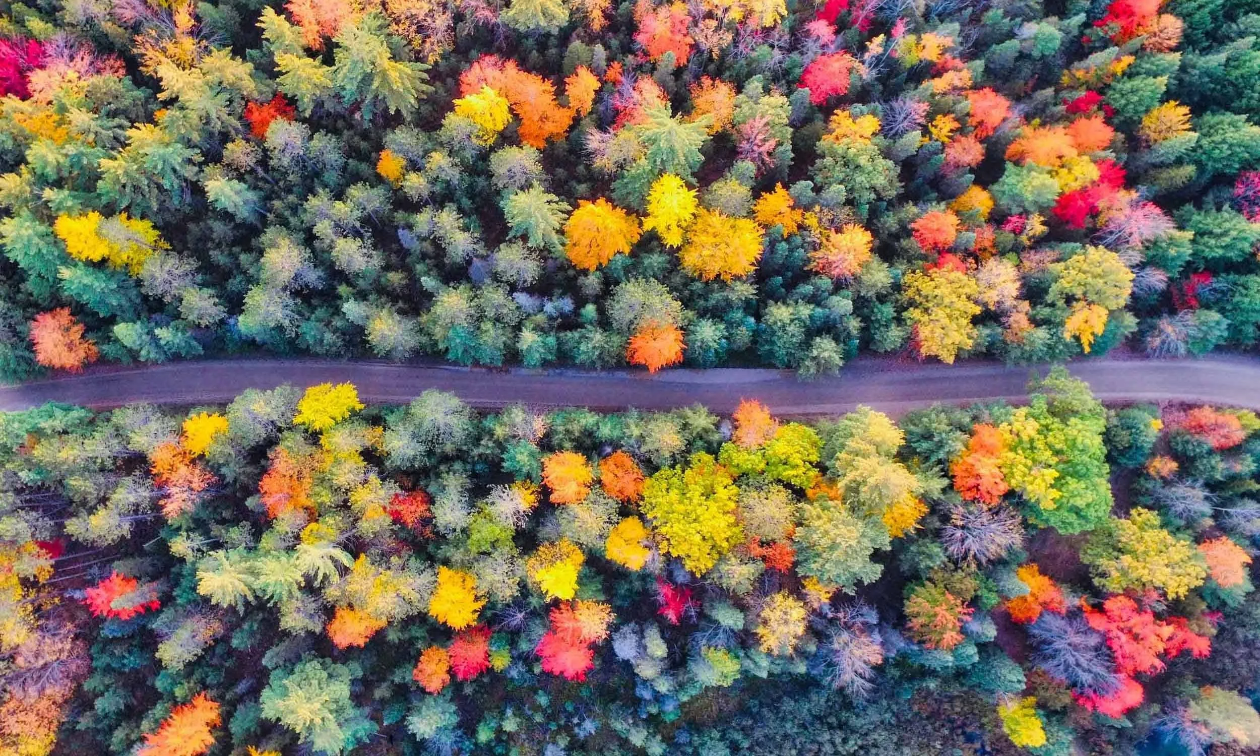 Aerial view of a forest in autumn colours with a road winding through the canopy.