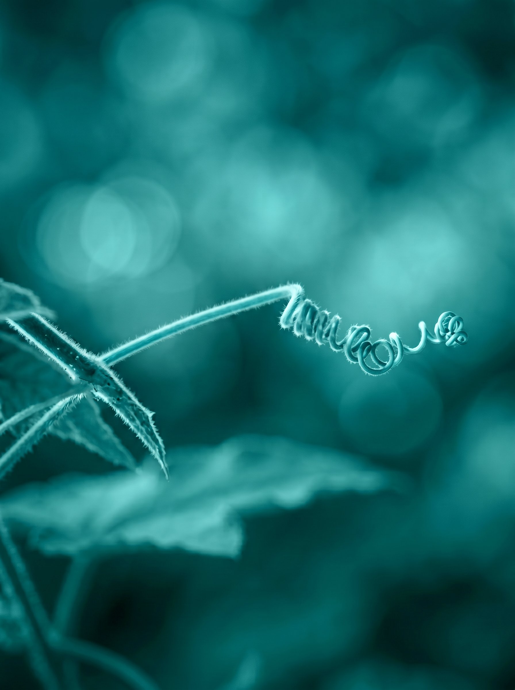 A delicate plant tendril curling against a soft teal background.