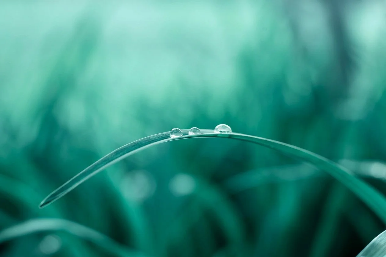 A single droplet of water resting on a blade of grass.