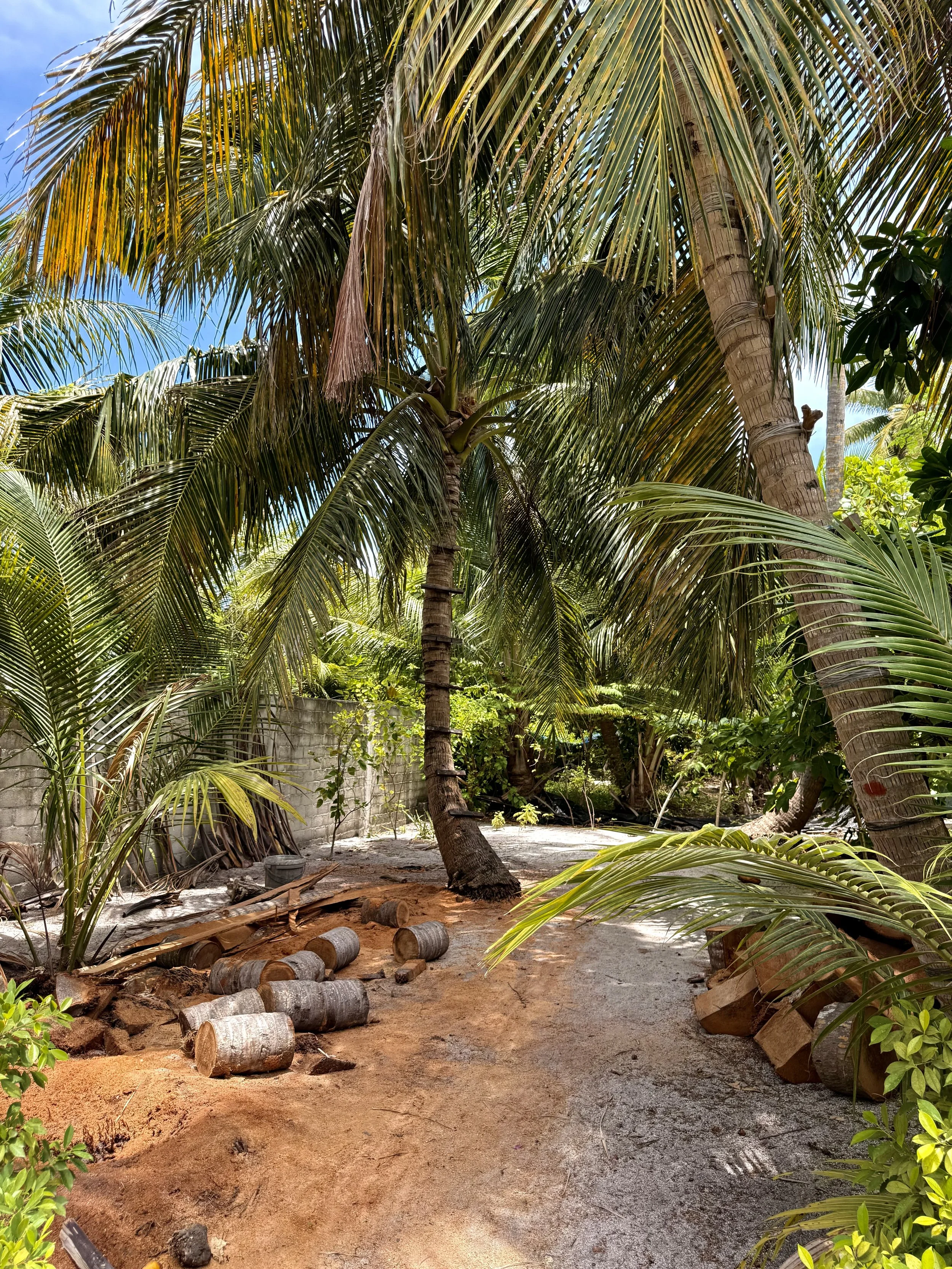 Une plantation de palmiers avec des troncs et des feuilles vertes, un mur en béton en arrière-plan et des troncs coupés au sol.