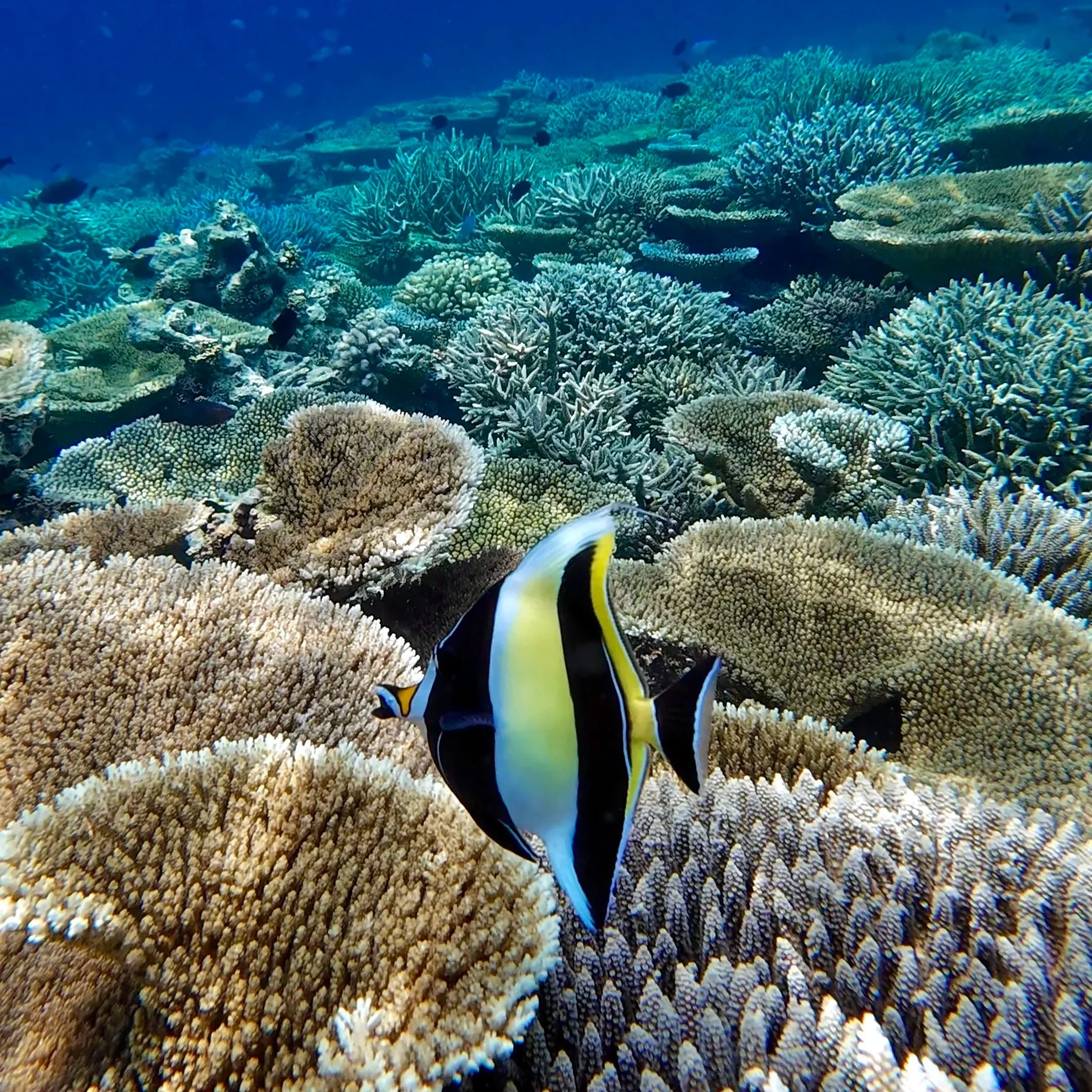 Un récif de corail sous l'eau avec un poisson à rayures noires, blanches et jaunes nageant parmi les coraux colorés.