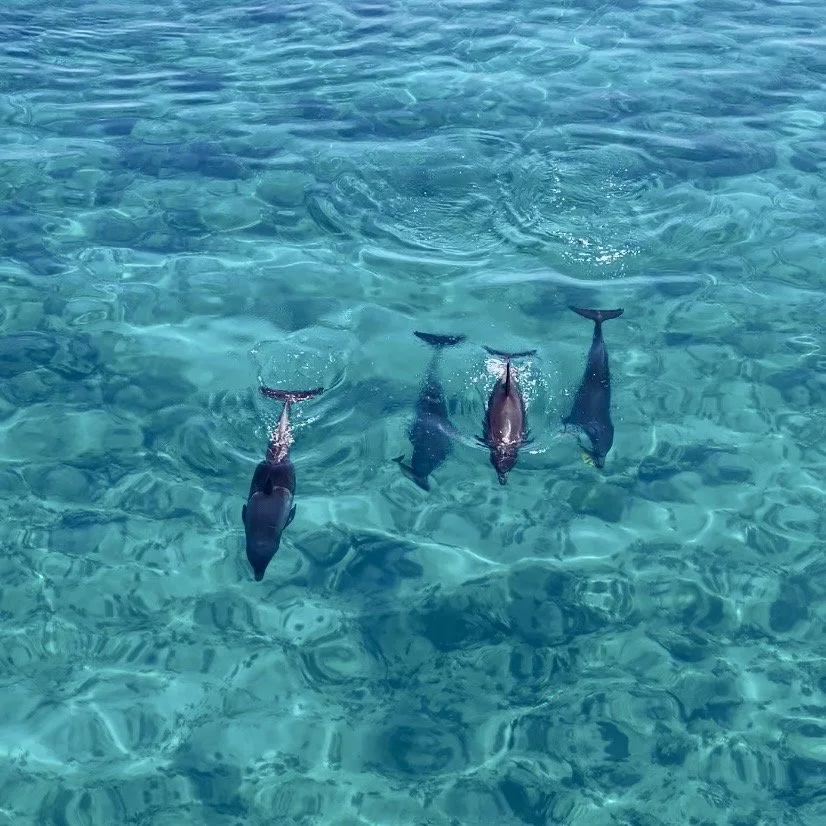 Quatre dauphins nageant dans une eau claire turquoise.