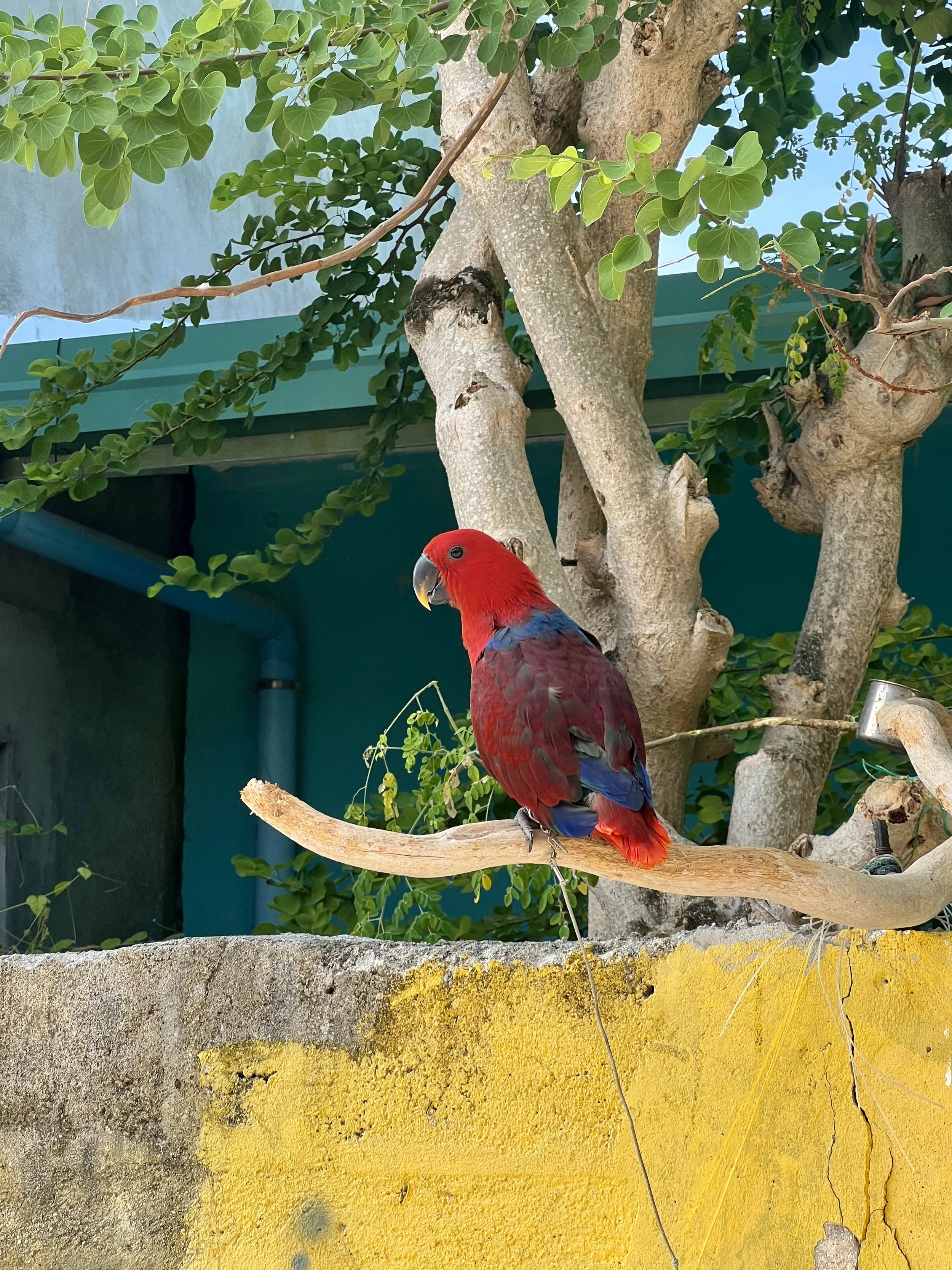 Un oiseau rouge et bleu perché sur une branche d'arbre aux feuilles vertes, dans un environnement avec un mur de pierre et un fond bleu.