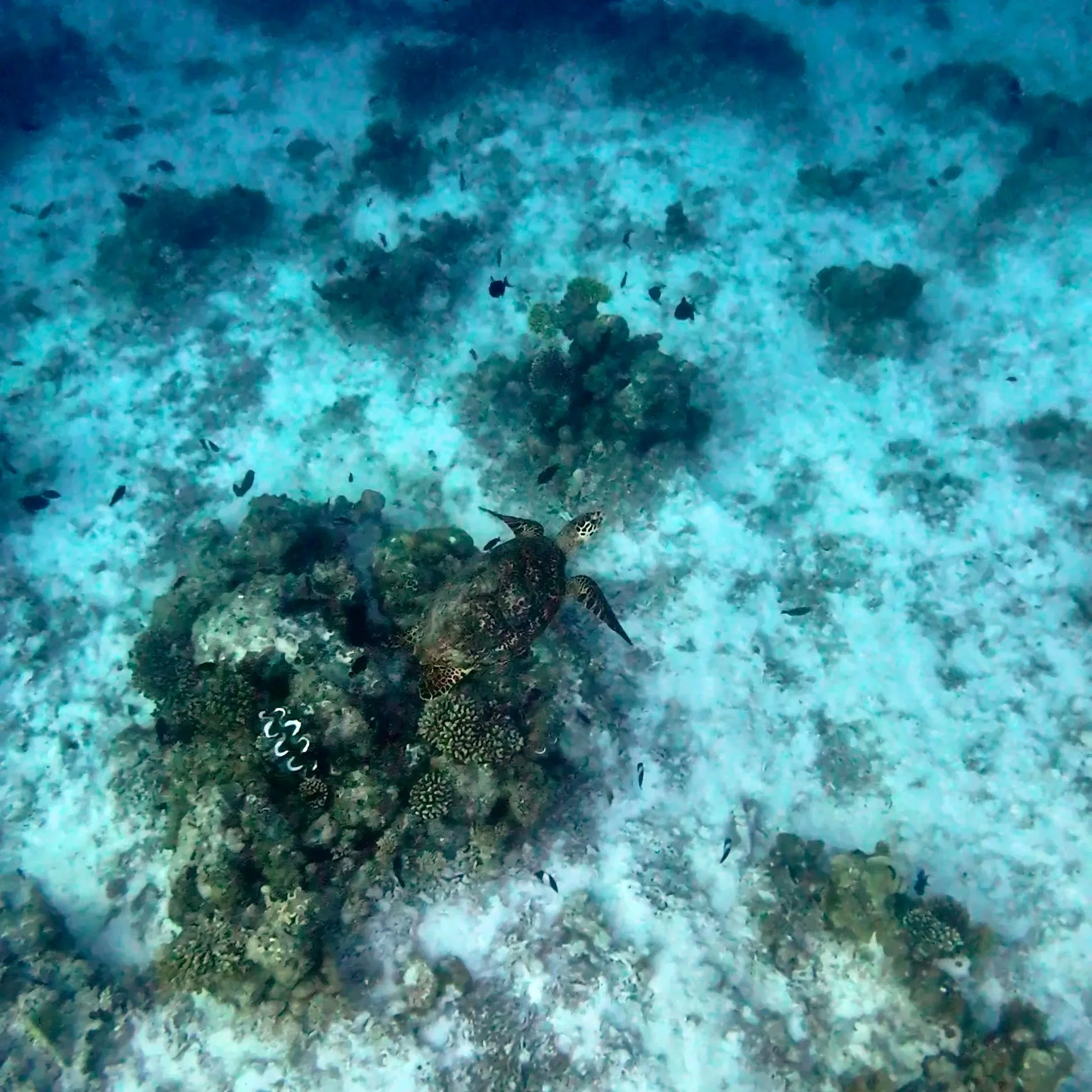 Corail, poissons colorés et vie marine sous l'eau.