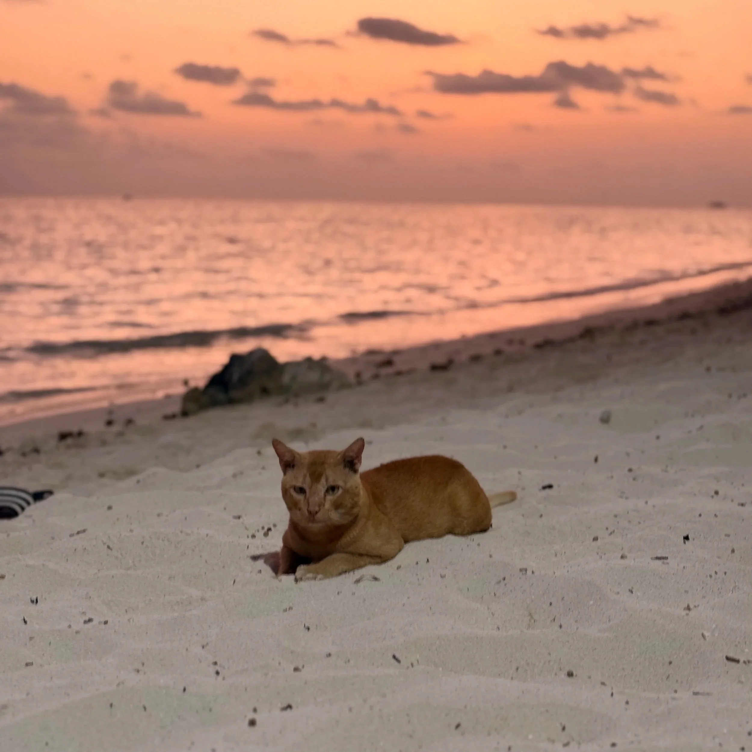 Un chat orange se trouve sur une plage de sable, avec la mer en arrière-plan et un ciel rose au coucher du soleil.