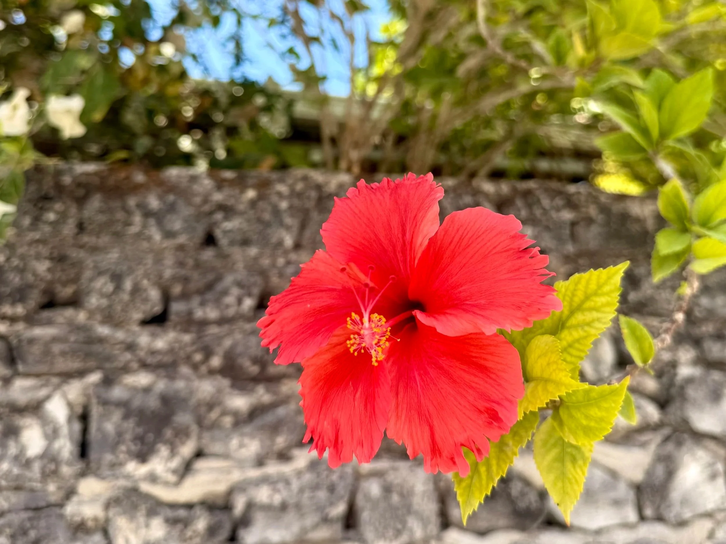 Une fleur d'hibiscus rouge vif avec des pétales déployés, contre un fond flou de feuilles vertes et de ciel bleu.