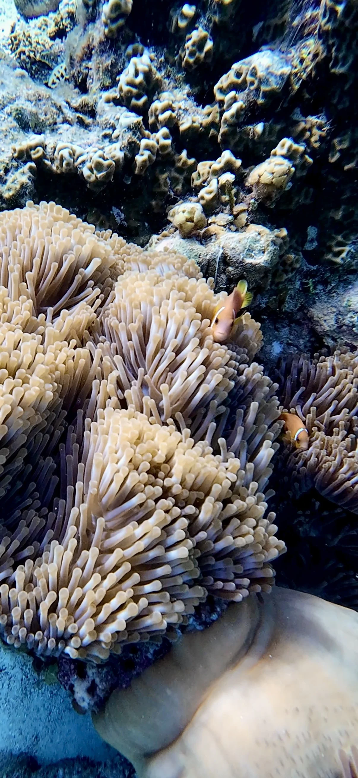 Un fond marin avec des coraux, des anémones flottantes et deux poissons clown nageant parmi les anémones.