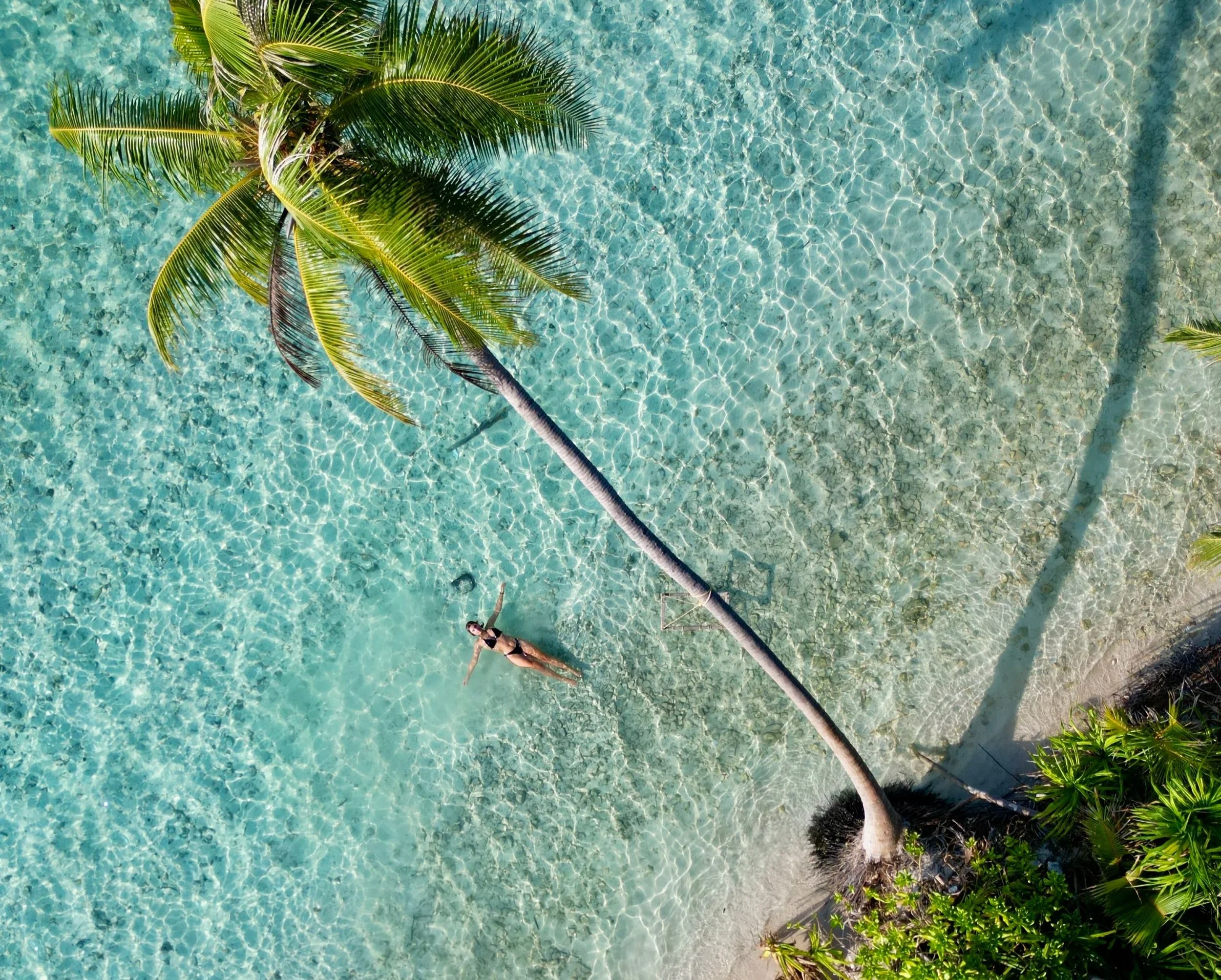 Une vue aérienne d'une palmeraie au bord d'une mer turquoise avec une femme allongée dans l'eau près d'un arbre.