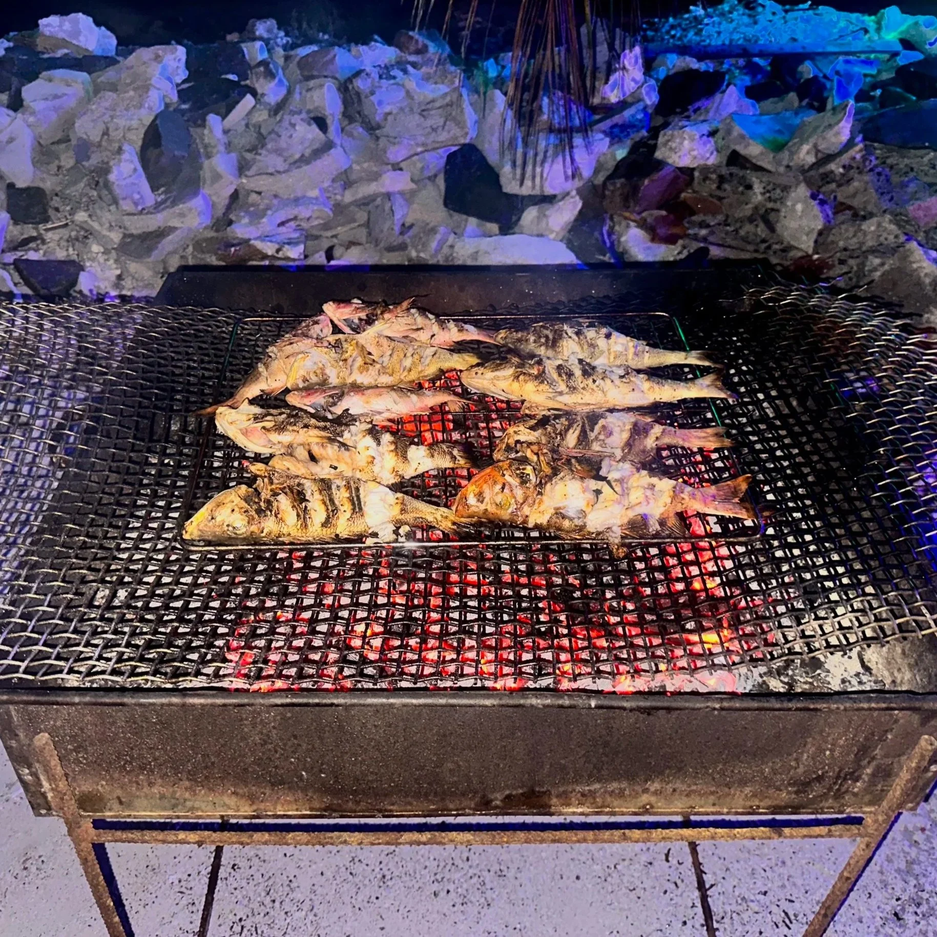 Poisson grillé sur une grille au-dessus de braises ardentes, avec un fond de pierres et d'herbes.