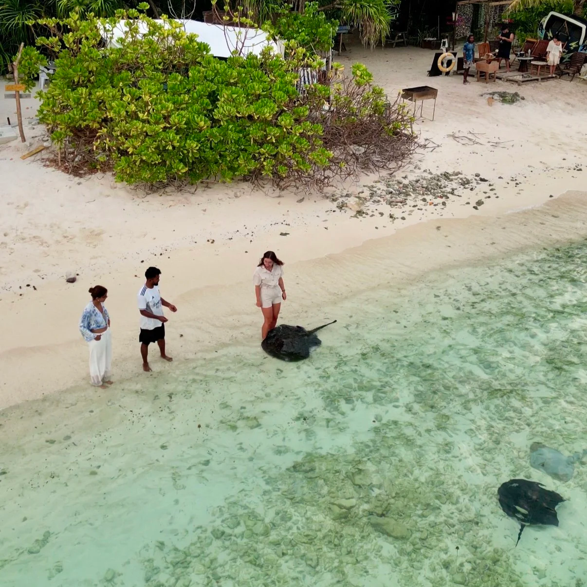 Trois personnes se tiennent sur la plage près de deux tortues de mer échouées en haute mer, avec des végétations tropicales en arrière-plan et un espace de restauration en bord de plage.