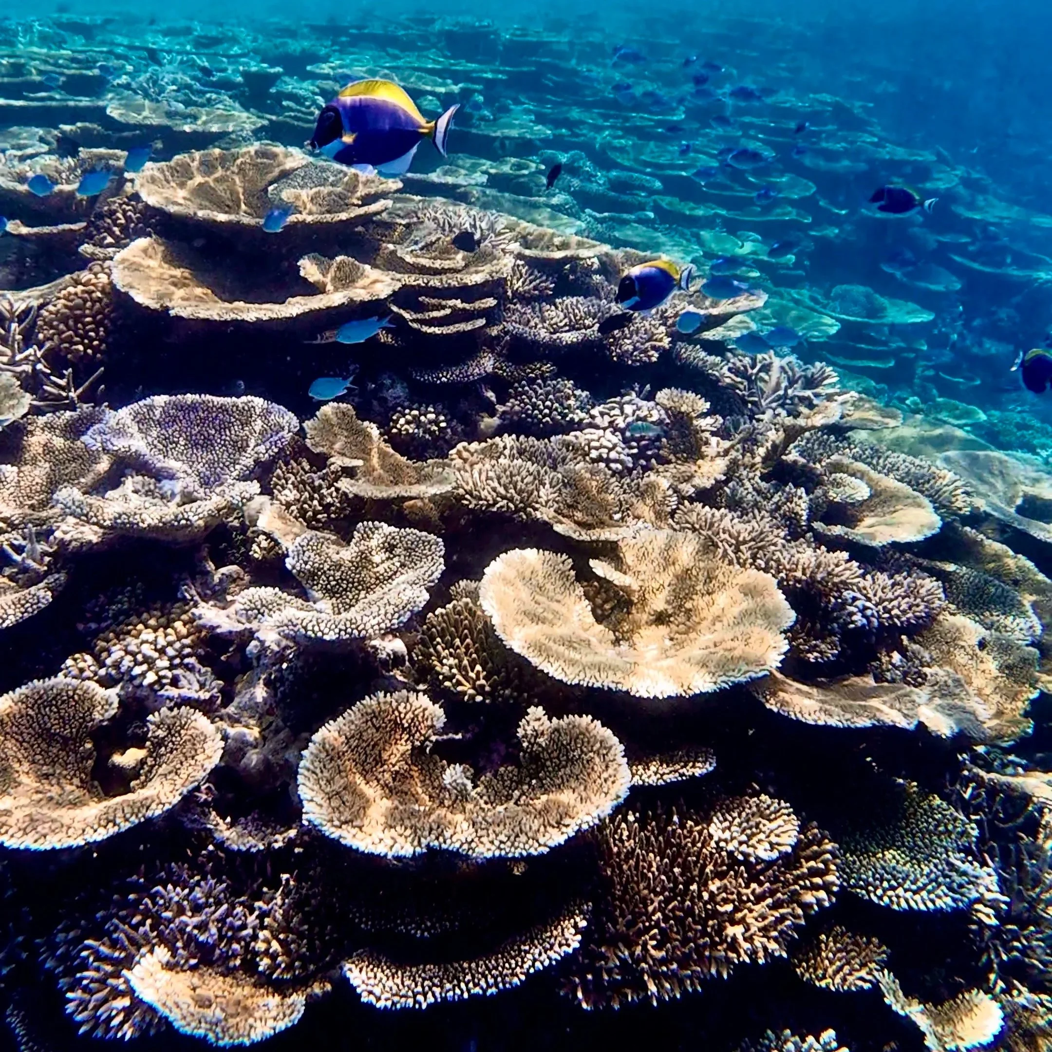 Un récif de corail coloré sous l'eau avec plusieurs poissons