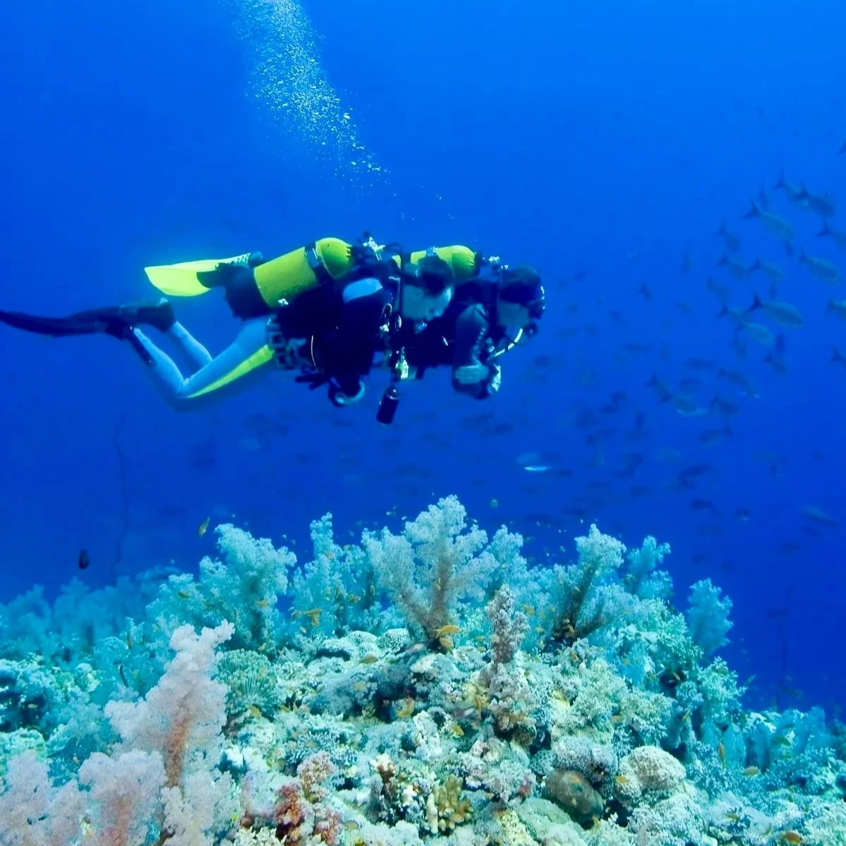 Deux plongeurs explorant un récif de corail tropical avec des poissons around.