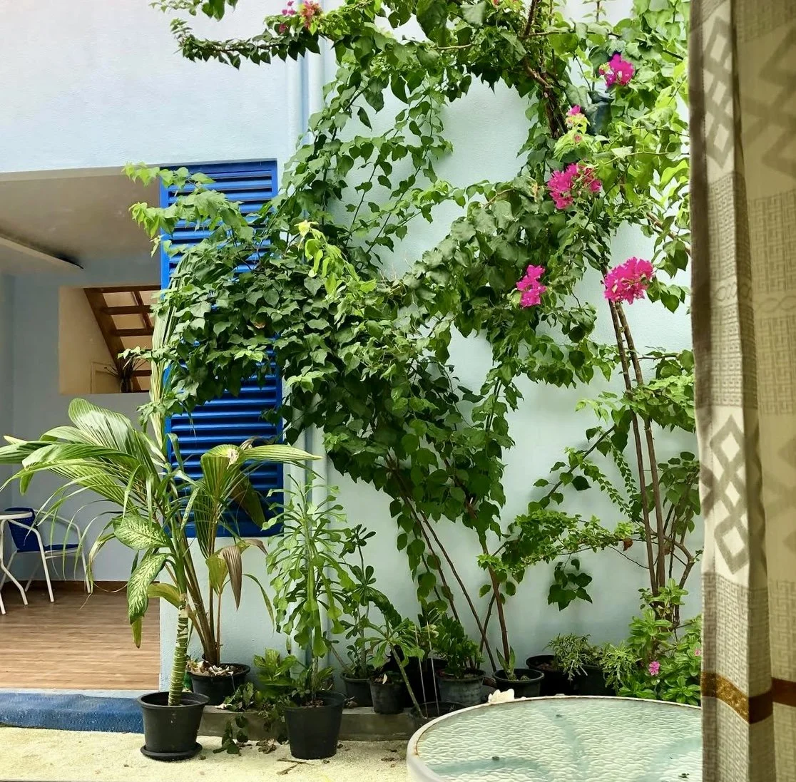 Un patio intérieur avec des plantes en pot, une plante grimpante avec des fleurs roses, et une table en verre. À gauche, un mur avec une fenêtre à volets bleus.