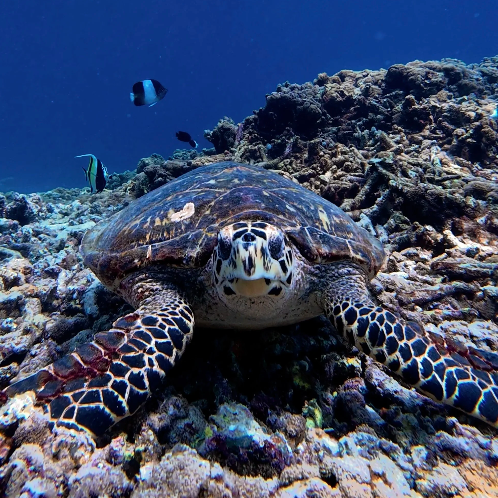 Une tortue de mer nage au-dessus d'un récif corallien avec des poissons tropicaux dans l'océan.