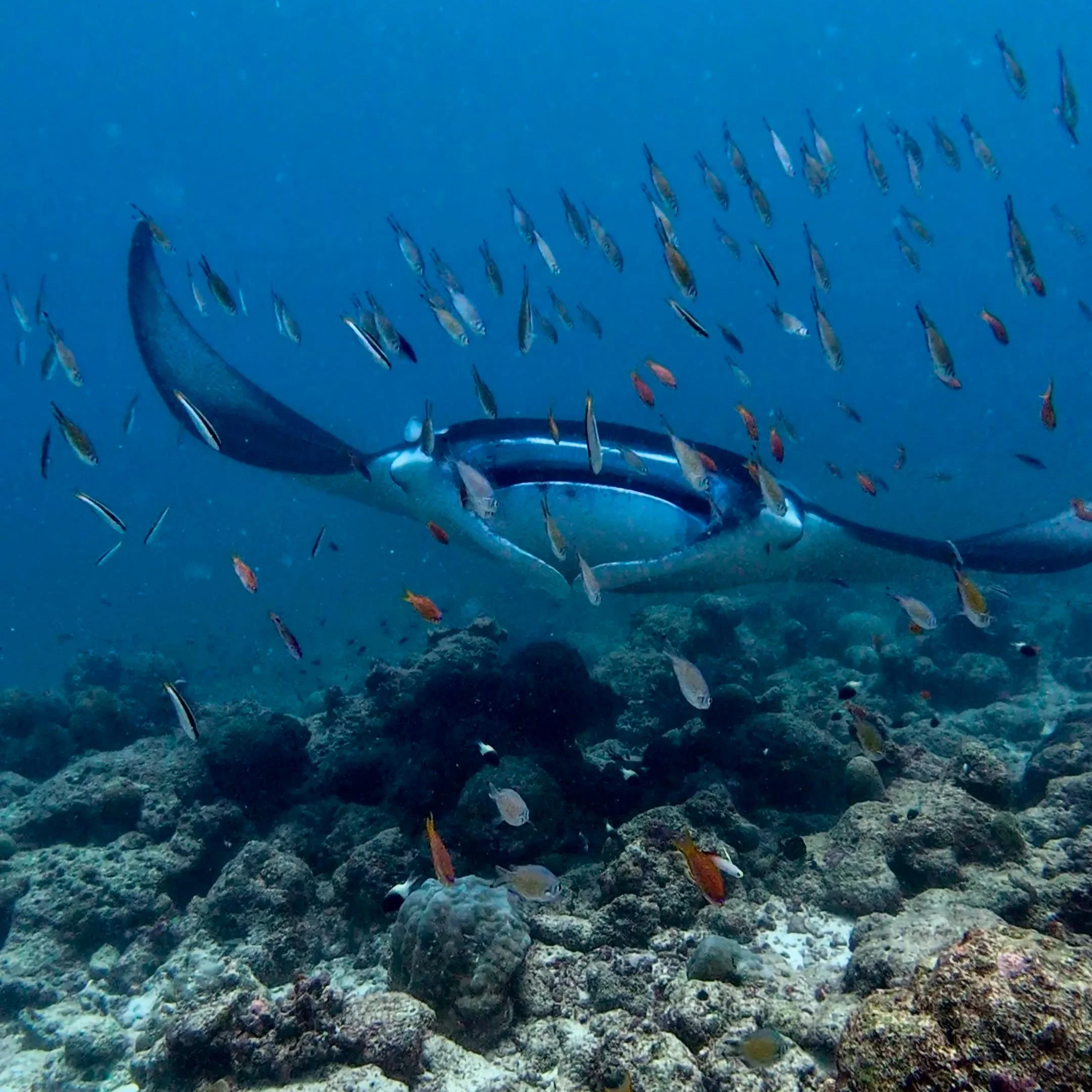 Une scène sous-marine avec un banc de poissons multicolores nageant au-dessus d'un fond rocheux et sableux.