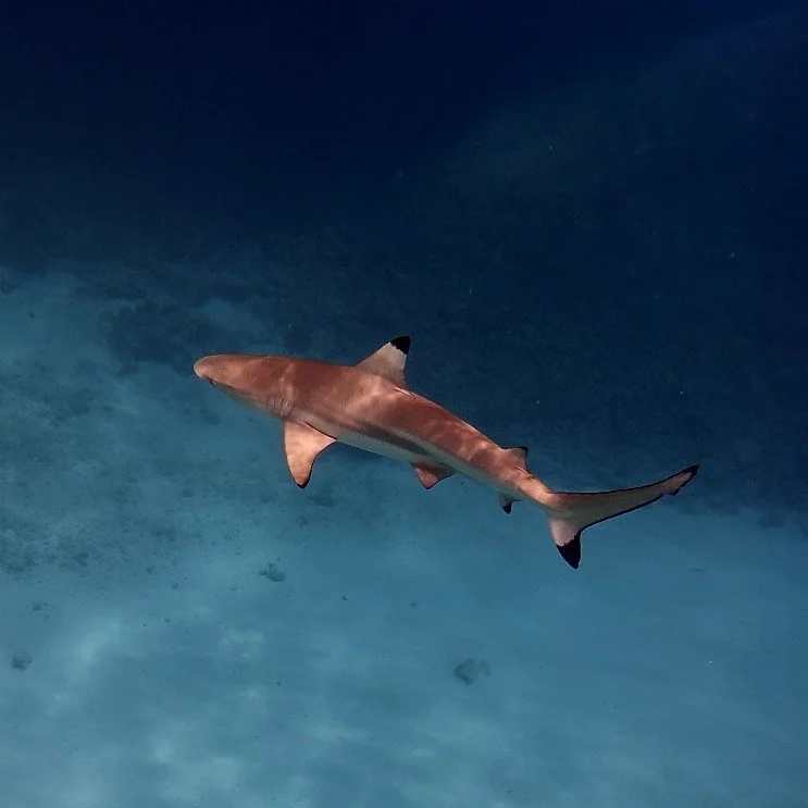 Un requin nage sous l'eau, vue de dessous, dans un environnement marin profond.