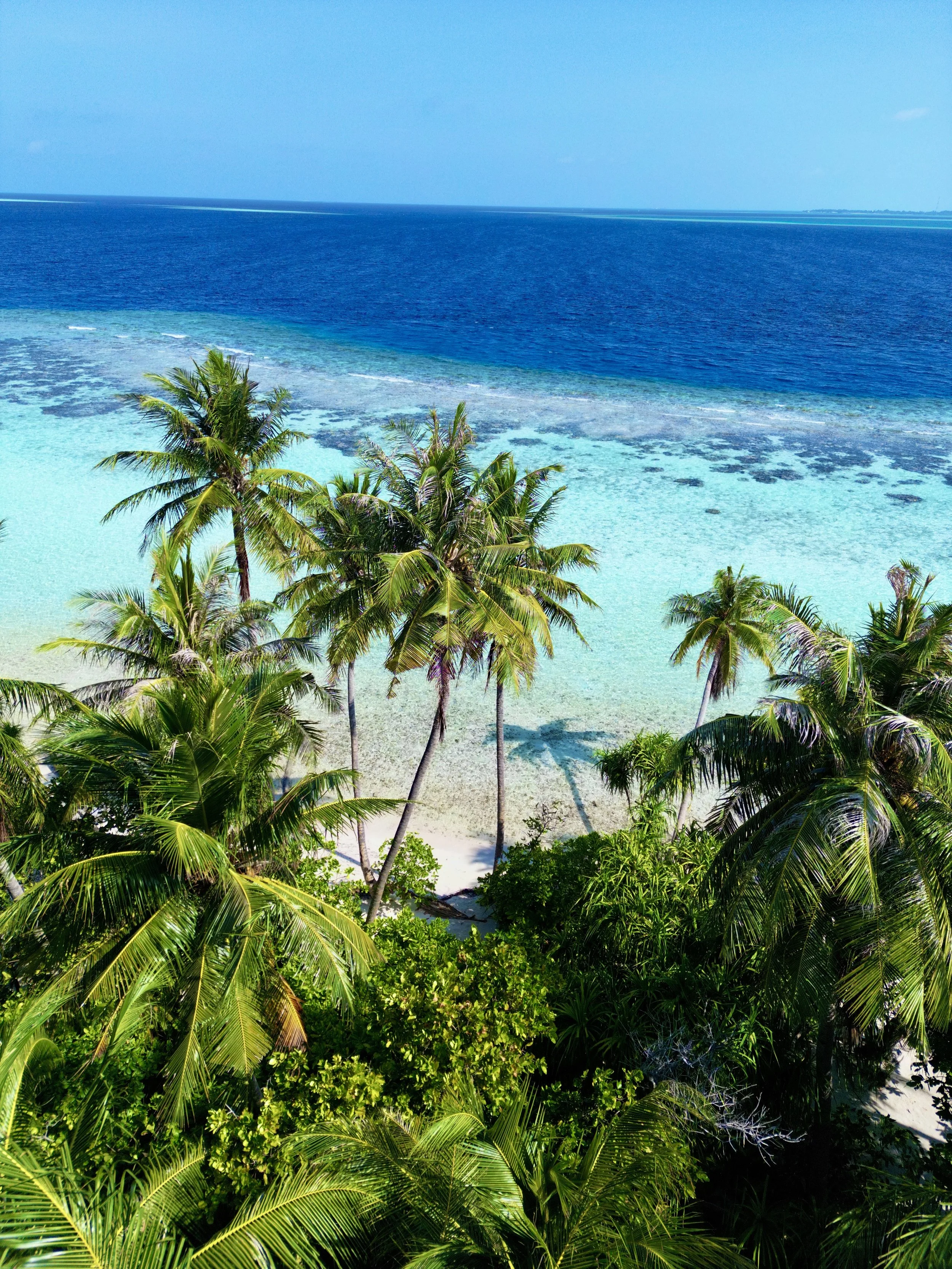 Une plage tropicale avec des palmiers et une mer claire et bleue.
