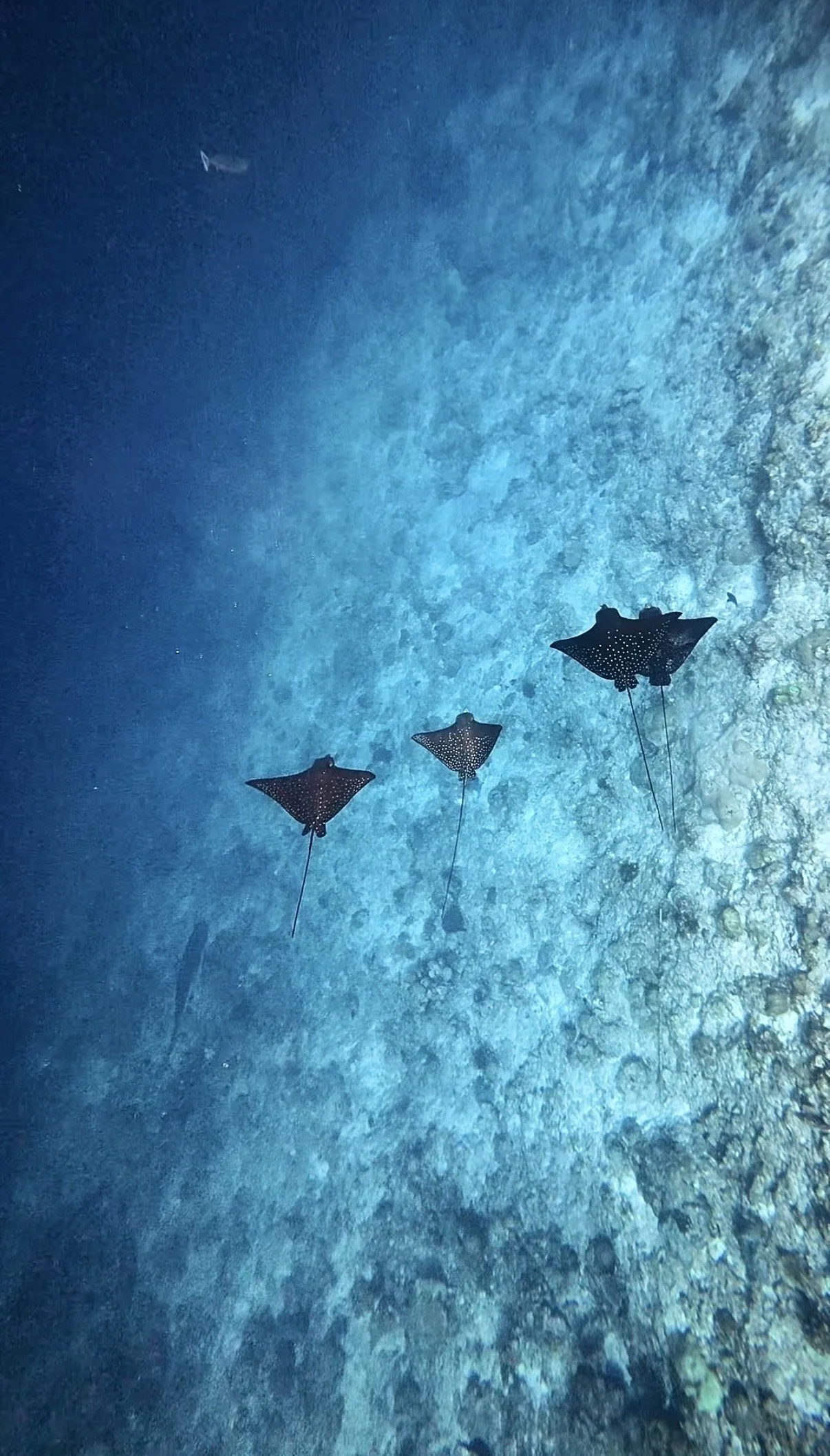 Quatre raies léopard noir volant au-dessus d'une mer turquoise claire, avec un fond de roche et de corail.