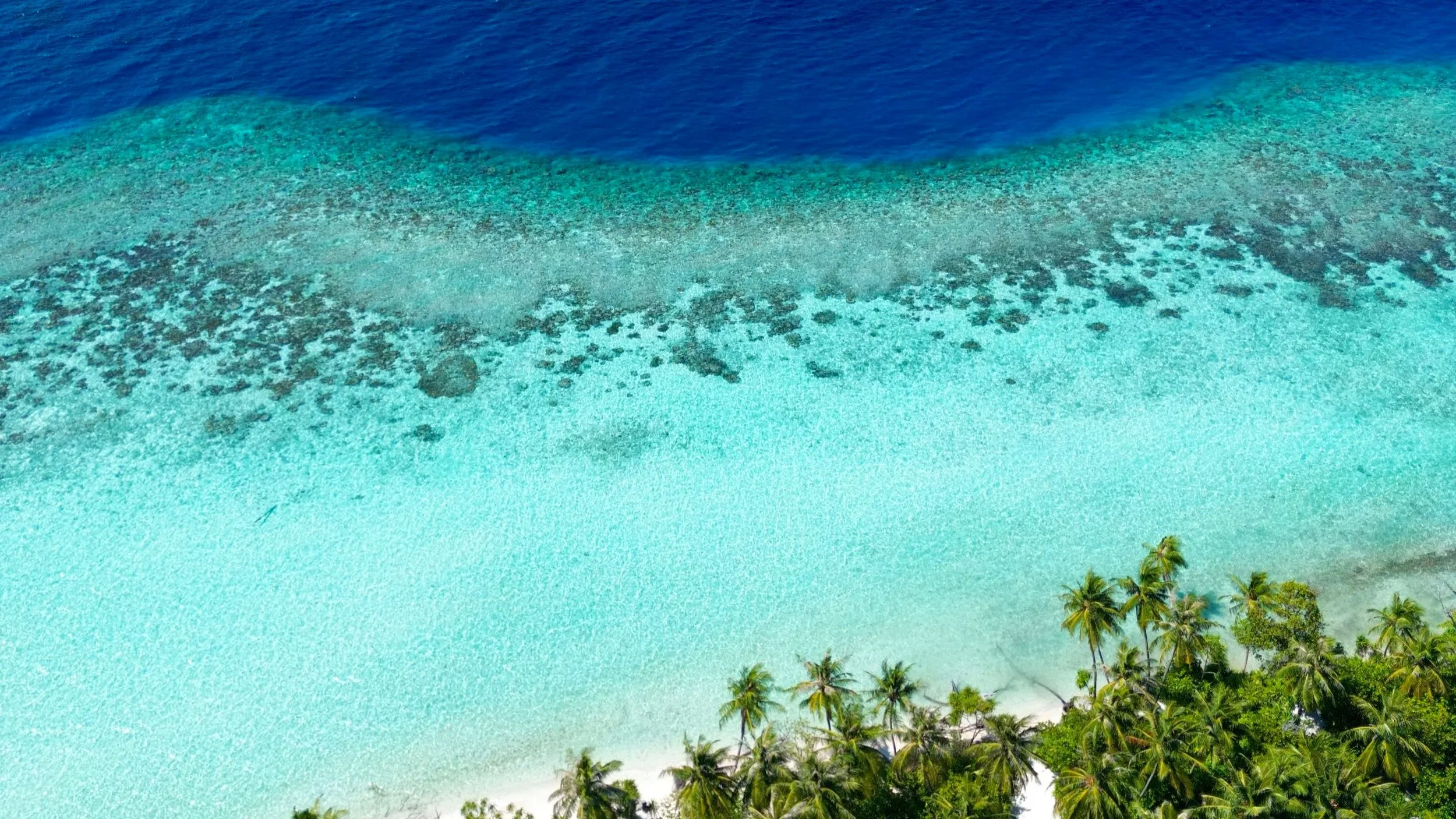 Plage avec palmiers, eaux turquoise, coraux visibles sous l'eau.