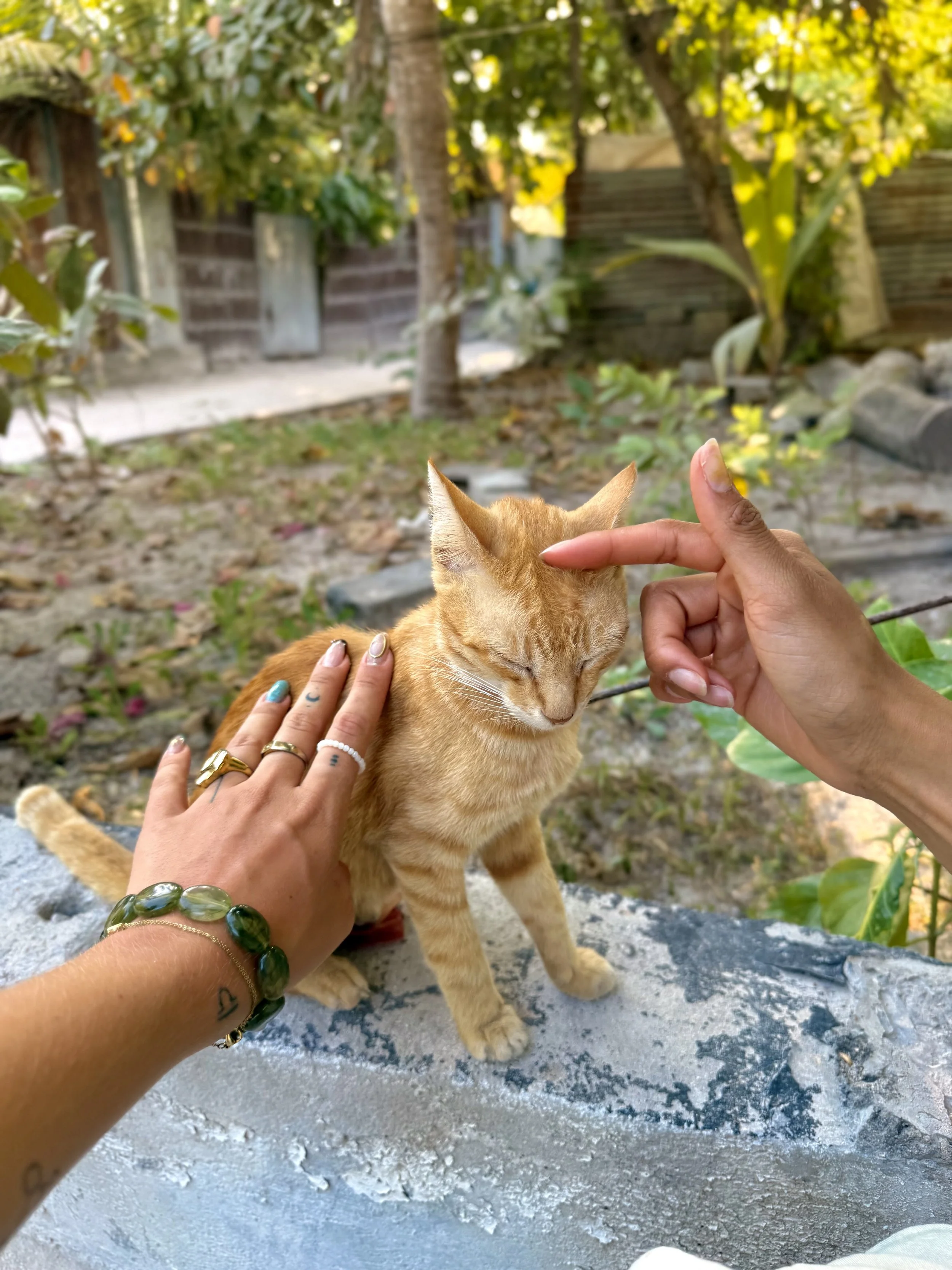 Un chat orange se fait caresser la tête par deux mains dans un jardin avec des arbres et un mur en arrière-plan.