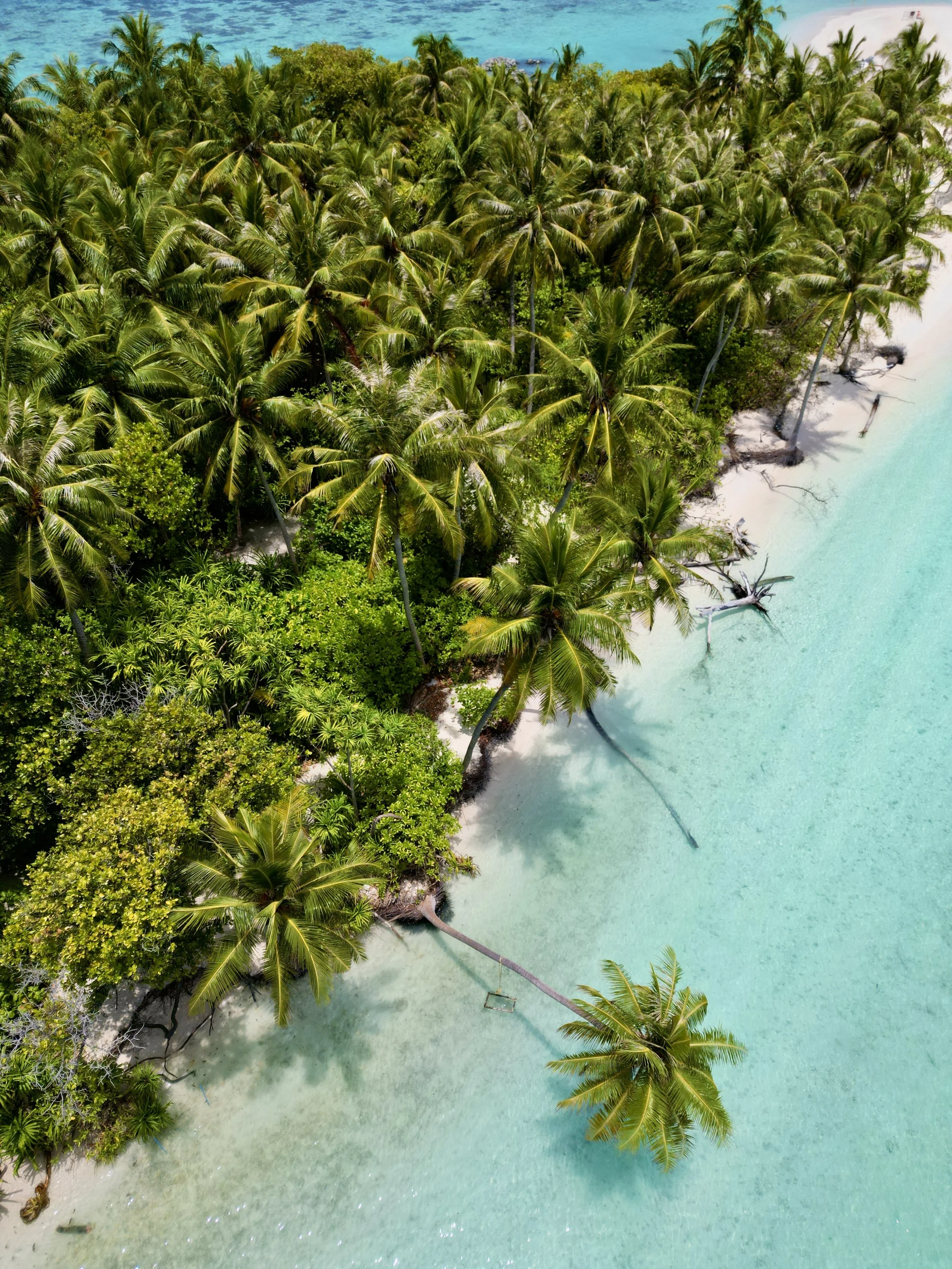 Vue aérienne d'une plage tropicale avec des palmiers, sable blanc et eau turquoise.