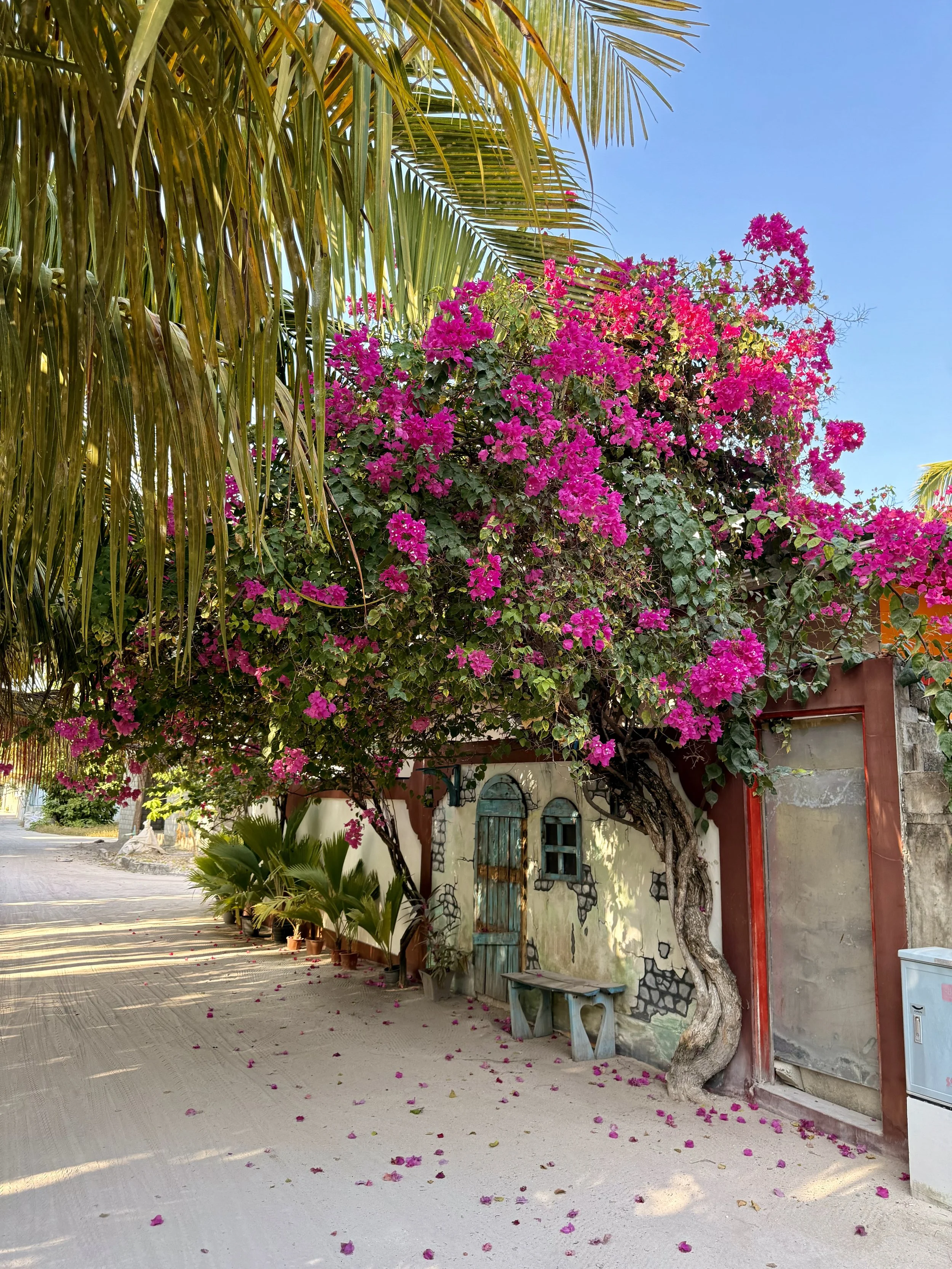 Une maison avec un mur orné de pierres, une porte en bois peint en vert, entourée de bougainvilliers roses en fleurs et de palmiers. Des pétales de bougainvilliers sont éparpillés sur le sol en ciment.