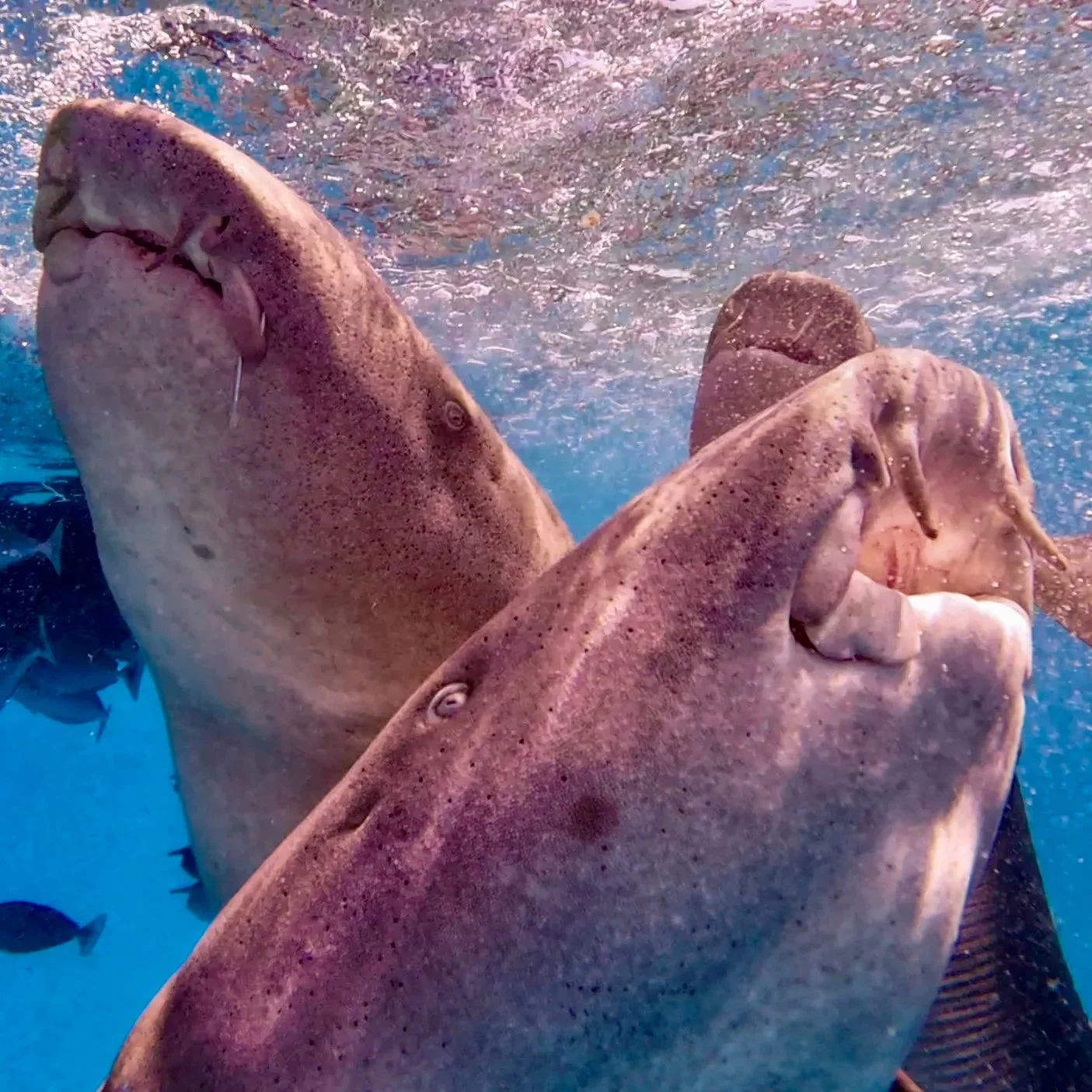 Deux grands requins dans l'océan, nageant près de la surface, avec des bulles d'eau et des autres poissons en arrière-plan.