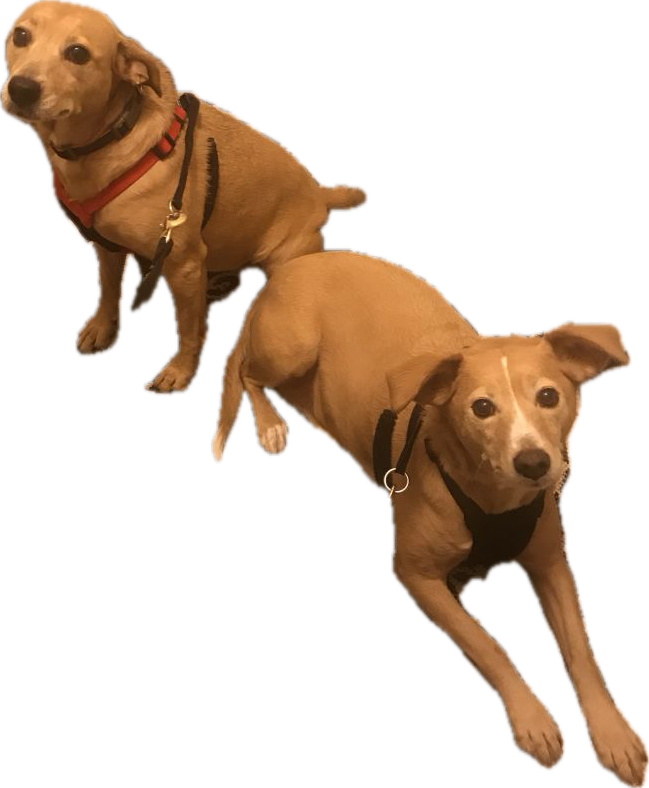 Two tan dogs wearing black harnesses and collars, sitting on a white floor.