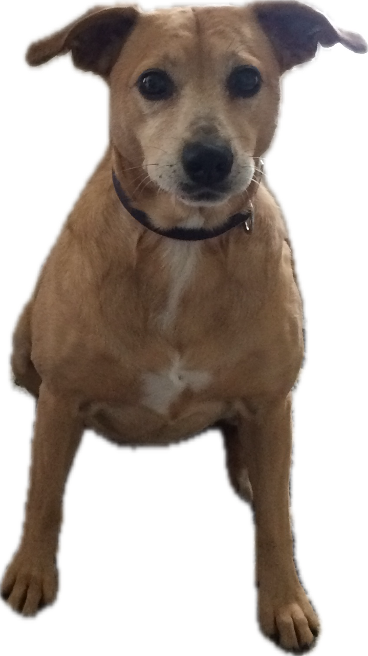 A small brown dog with black eyes and ears, wearing a black collar, sitting and looking at the camera.