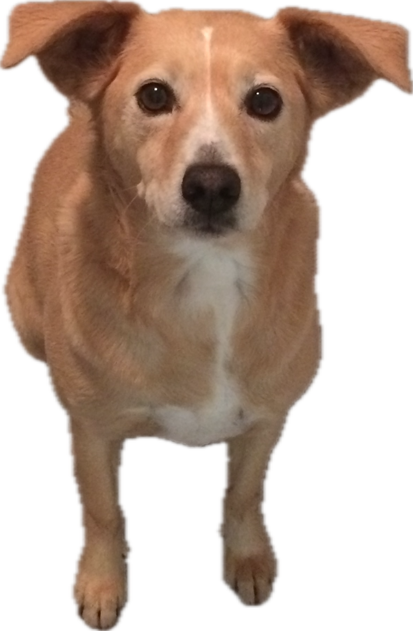 A tan Labrador Retriever mix dog with floppy ears and expressive brown eyes, sitting and looking directly at the camera.